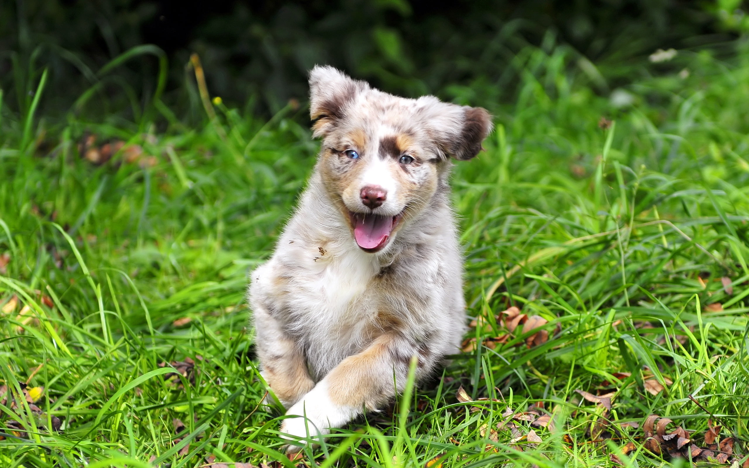 mammal, domestic animals, land, portrait, Dog, domestic, puppy, green color, canine, one animal, animal tongue, nature, vertebrate, 2K, shepherd, mouth open, HD Wallpaper