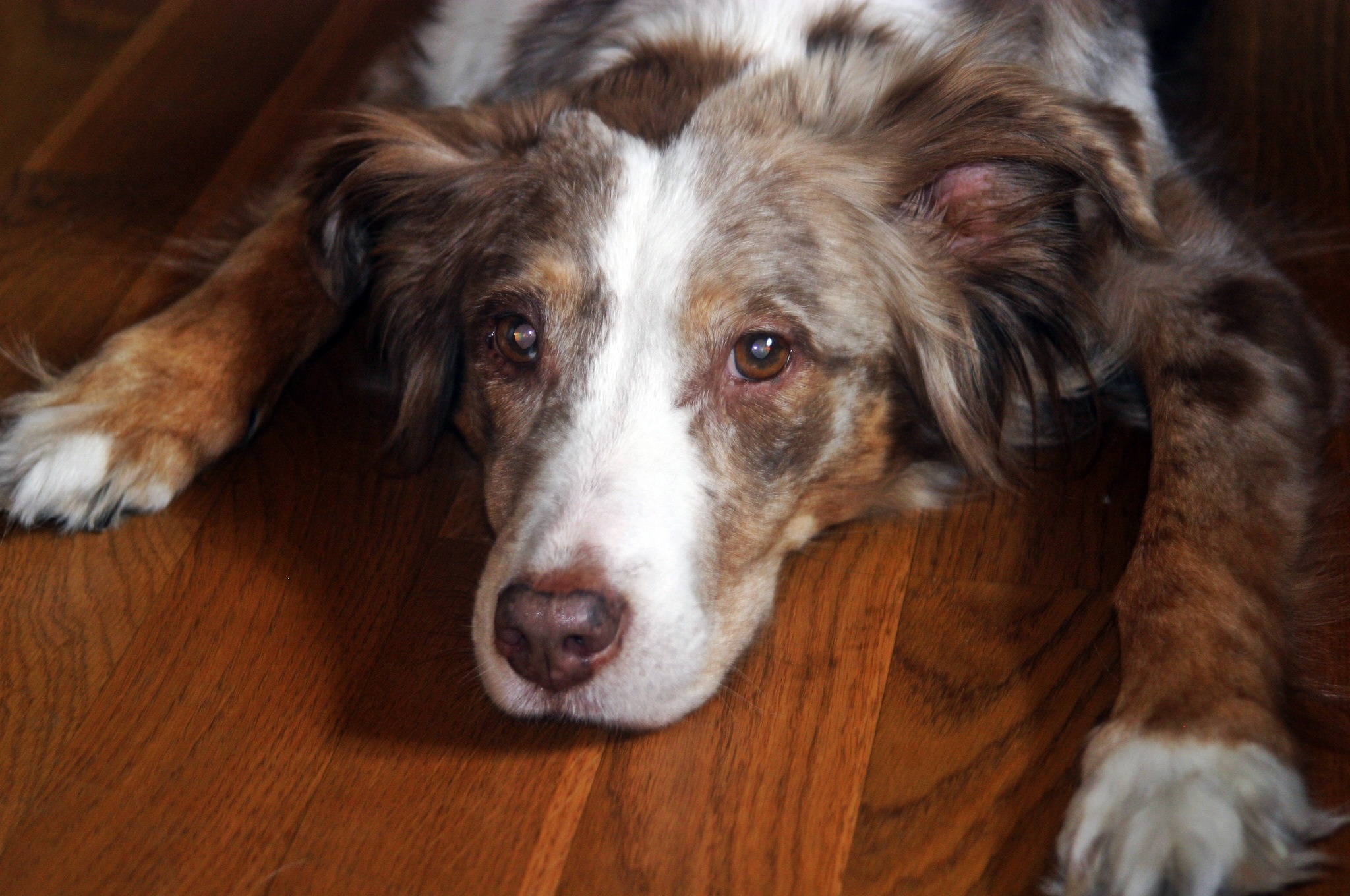 australian shepherd, dog, looking, down, 1080P, canine, relaxation, eyes, looking at camera, domestic, indoors, wood, one animal, flooring, mammal, hardwood floor, HD Wallpaper