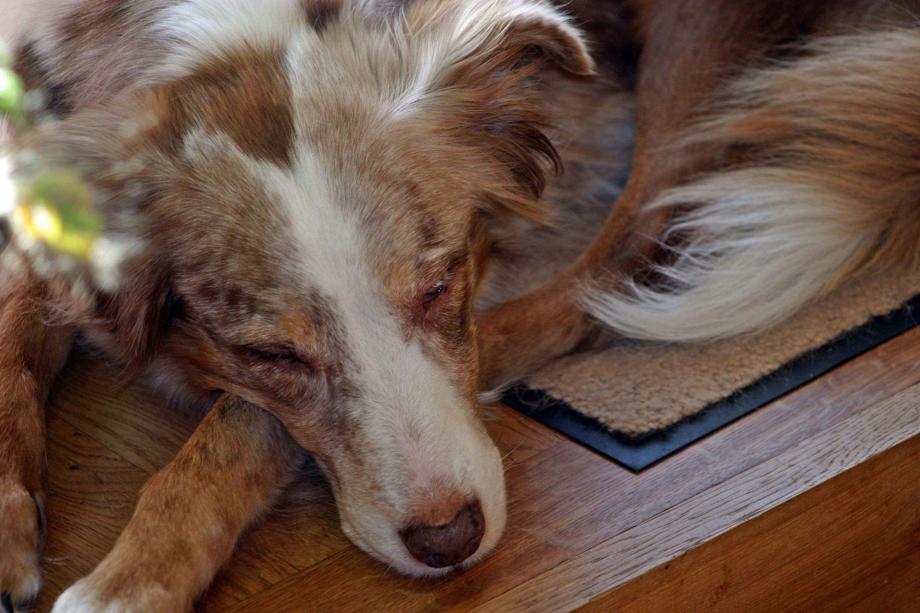 vertebrate, indoors, wood - material, animal body part, Dog, animal, domestic, napping, red merle, mammal, 2K, sleeping, domestic animals, no people, one animal, HD Wallpaper