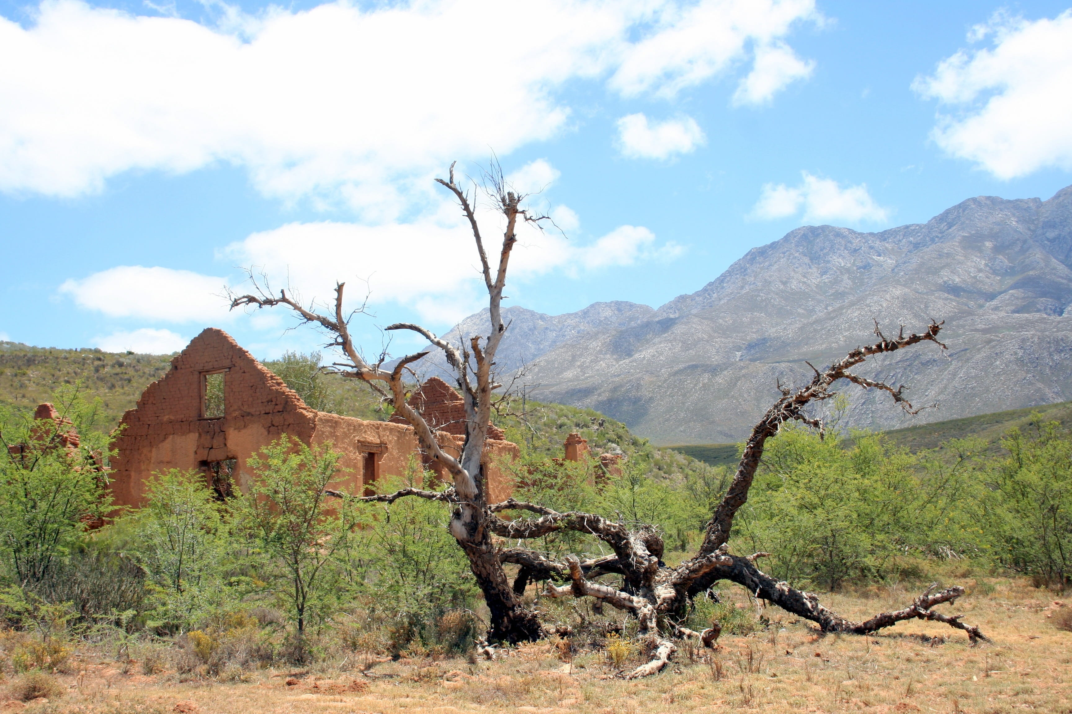 Karoo, scenics - nature, nature, hot, desolate, no people, scenics, plant, non-urban scene, day, carcass, landscape, cape, south africa, outdoors, sky, HD Wallpaper