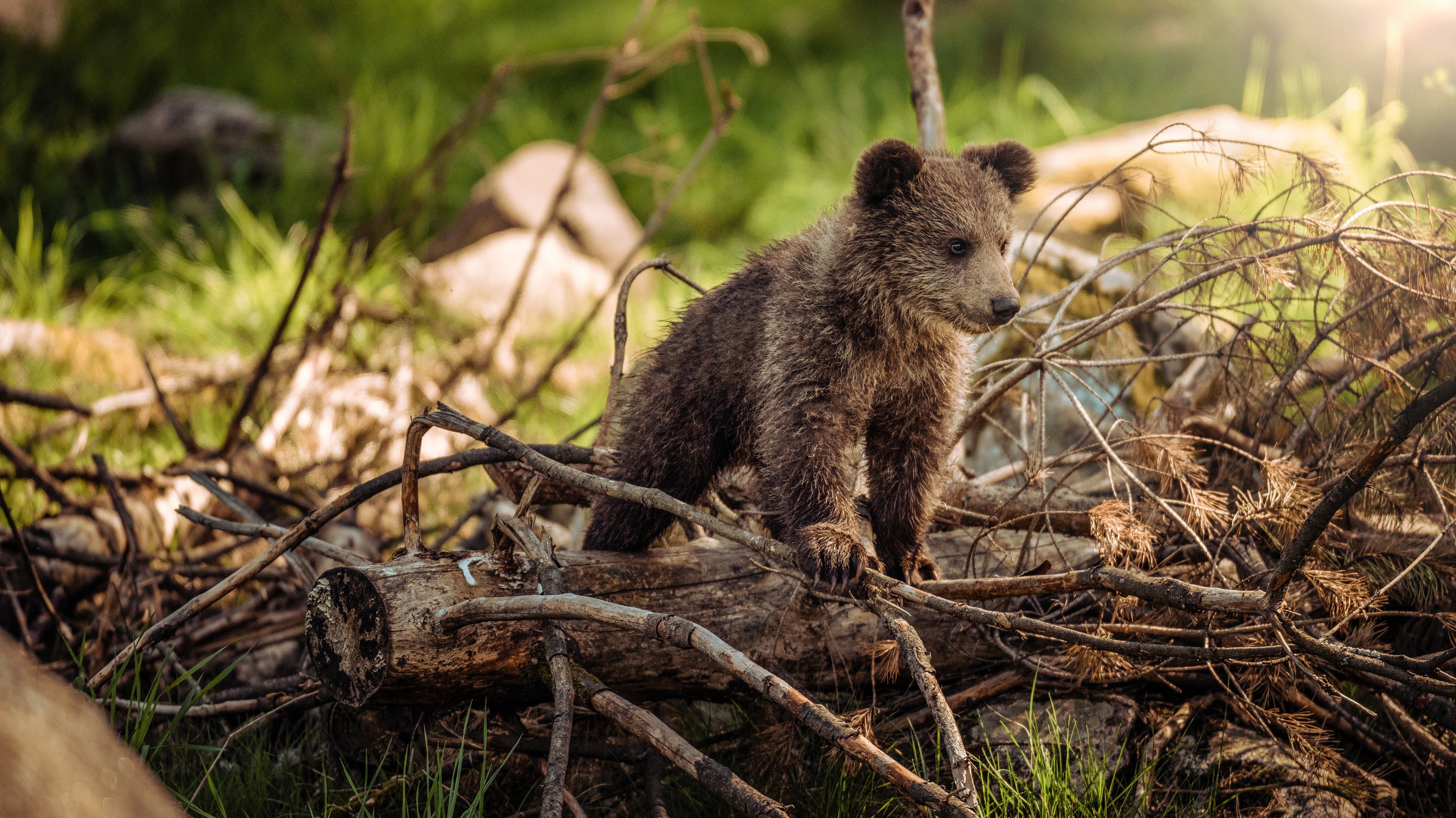 bear, 4K, nature, look, brown, Mishutka, baby, deadwood, pine, branches, tree, pose, HD Wallpaper
