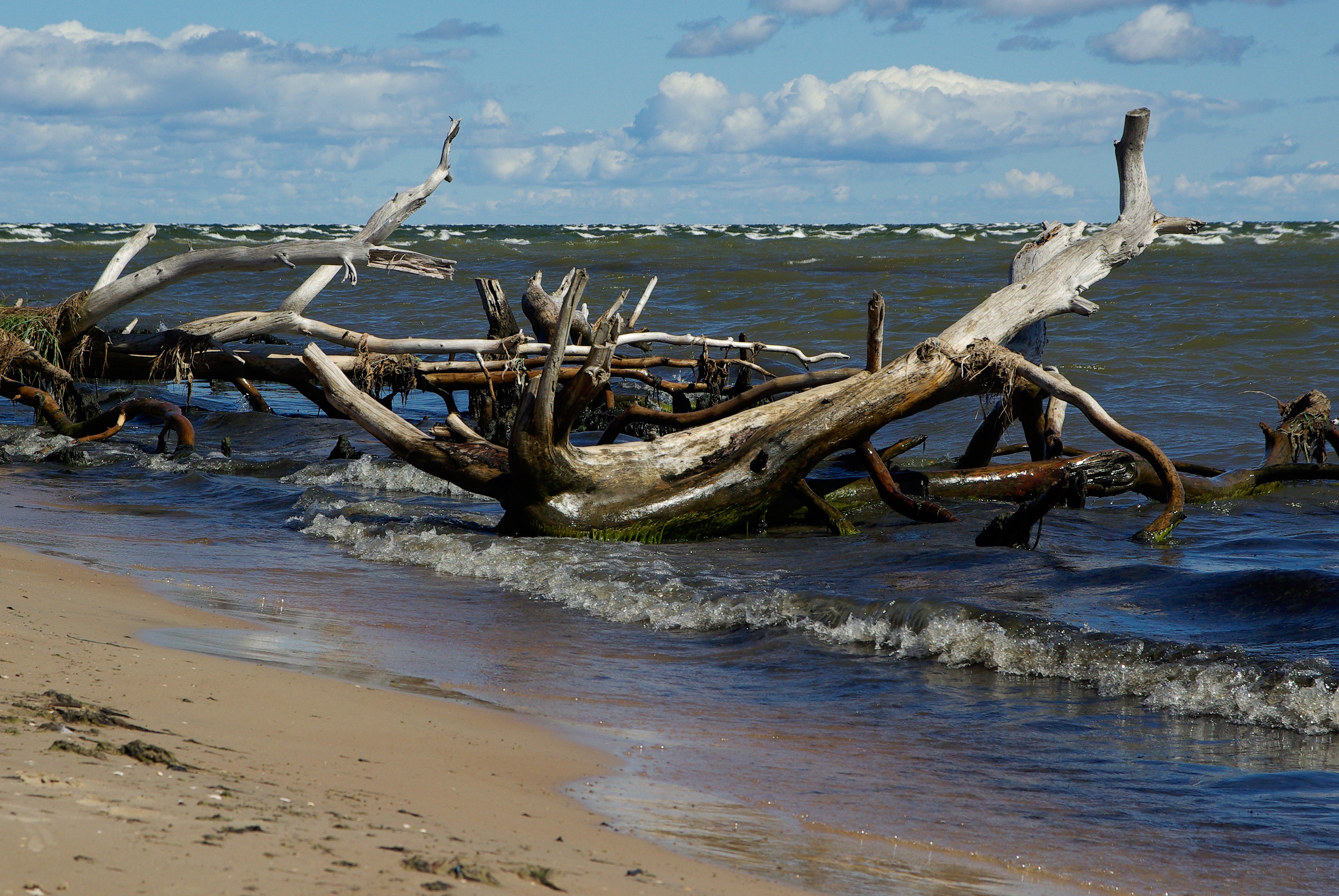 outdoors, waves, land, deadwood, driftwood, wood, non-urban scene, sea, beach, nature, tranquility, sky, beauty in nature, wood - material, no people, cloud - sky, HD Wallpaper
