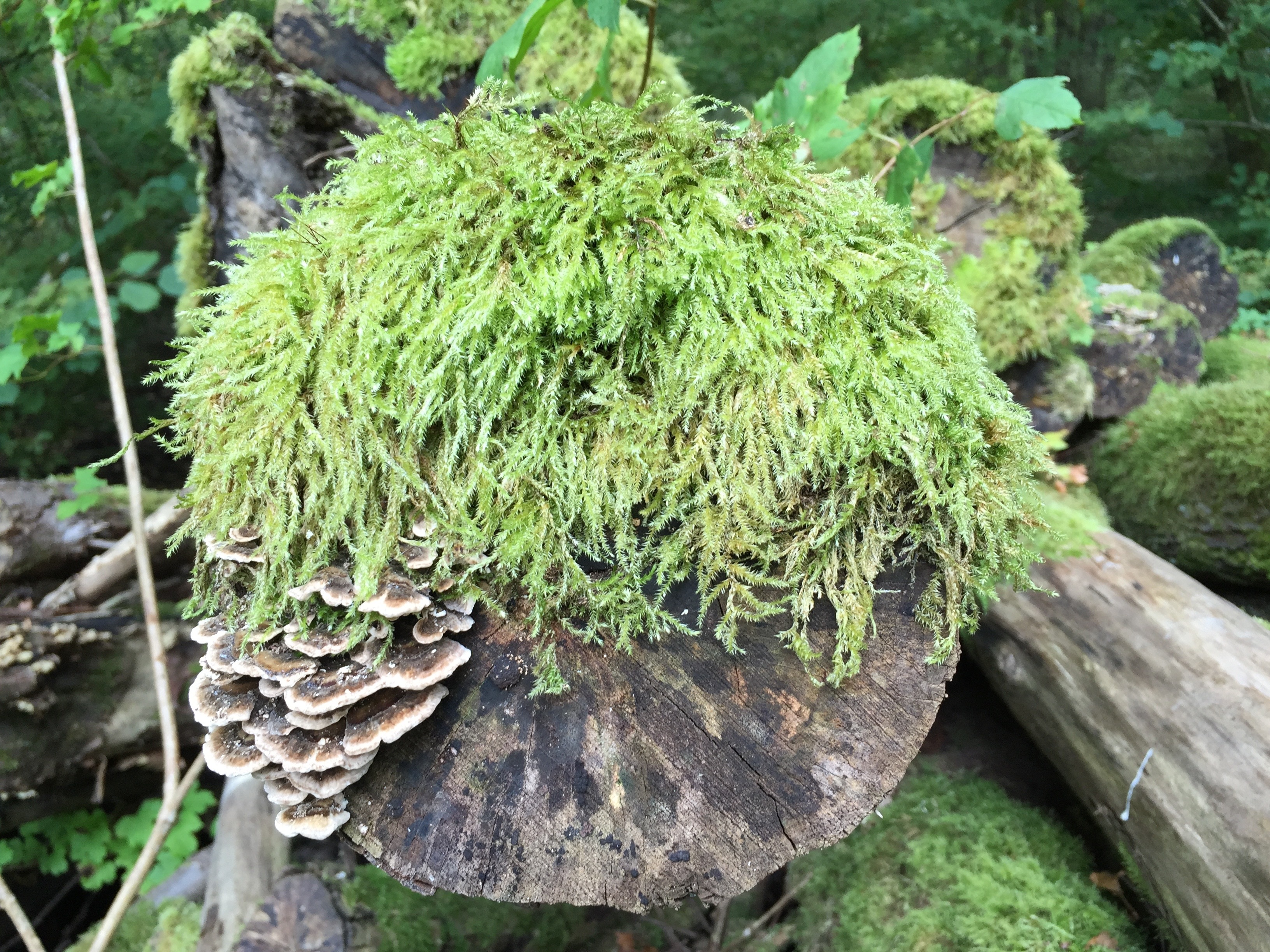 natural sculpture, green, deadwood, foam, food and drink, moss, nature, plant, land, tranquility, tree, focus on foreground, lichen, high angle view, growth, HD Wallpaper