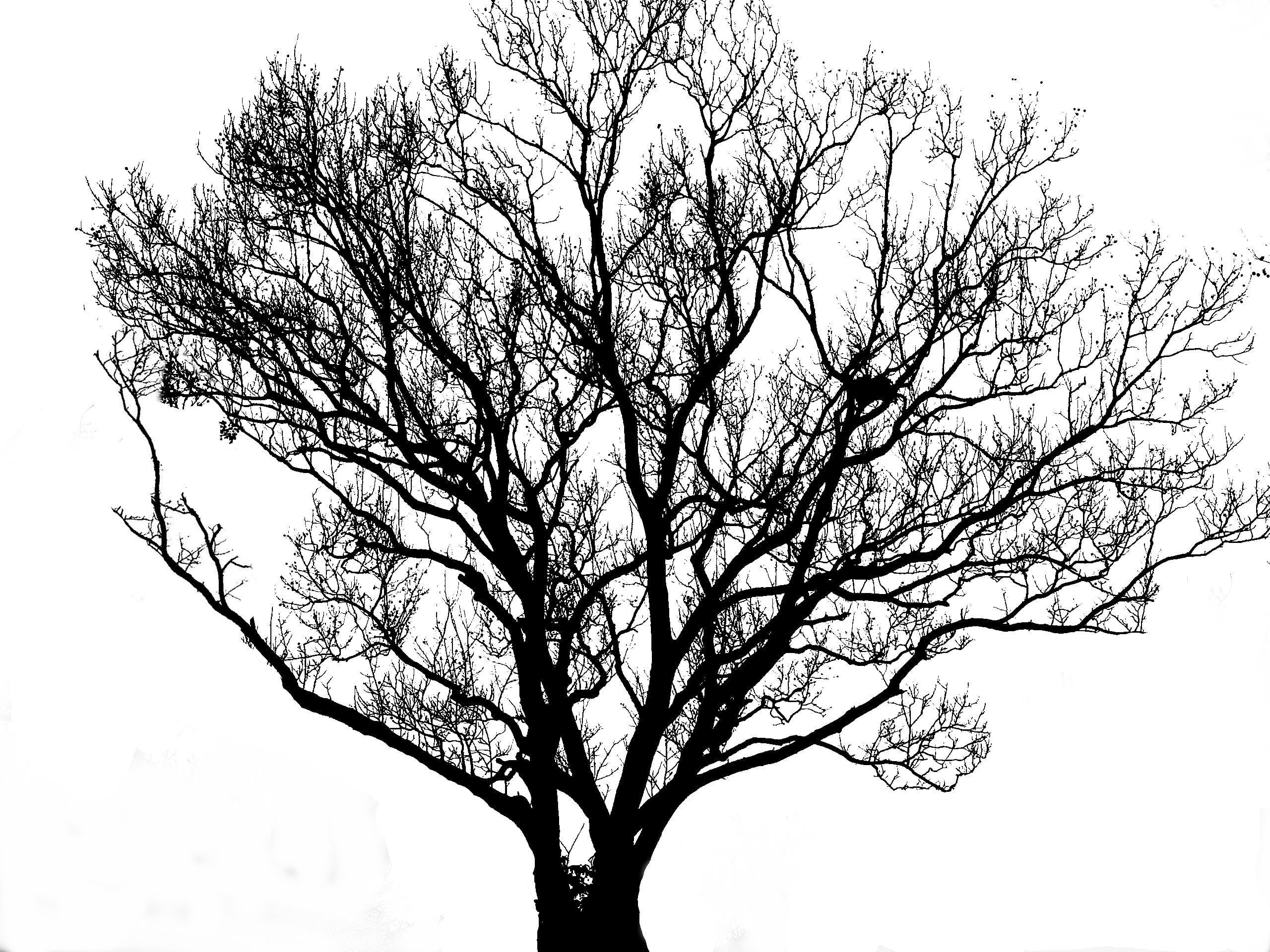 tranquility, backlight, sky, nature, single tree, plant, day, bare tree, artistic conception, low angle view, tree trunk, no people, illustration, 2K, HD Wallpaper