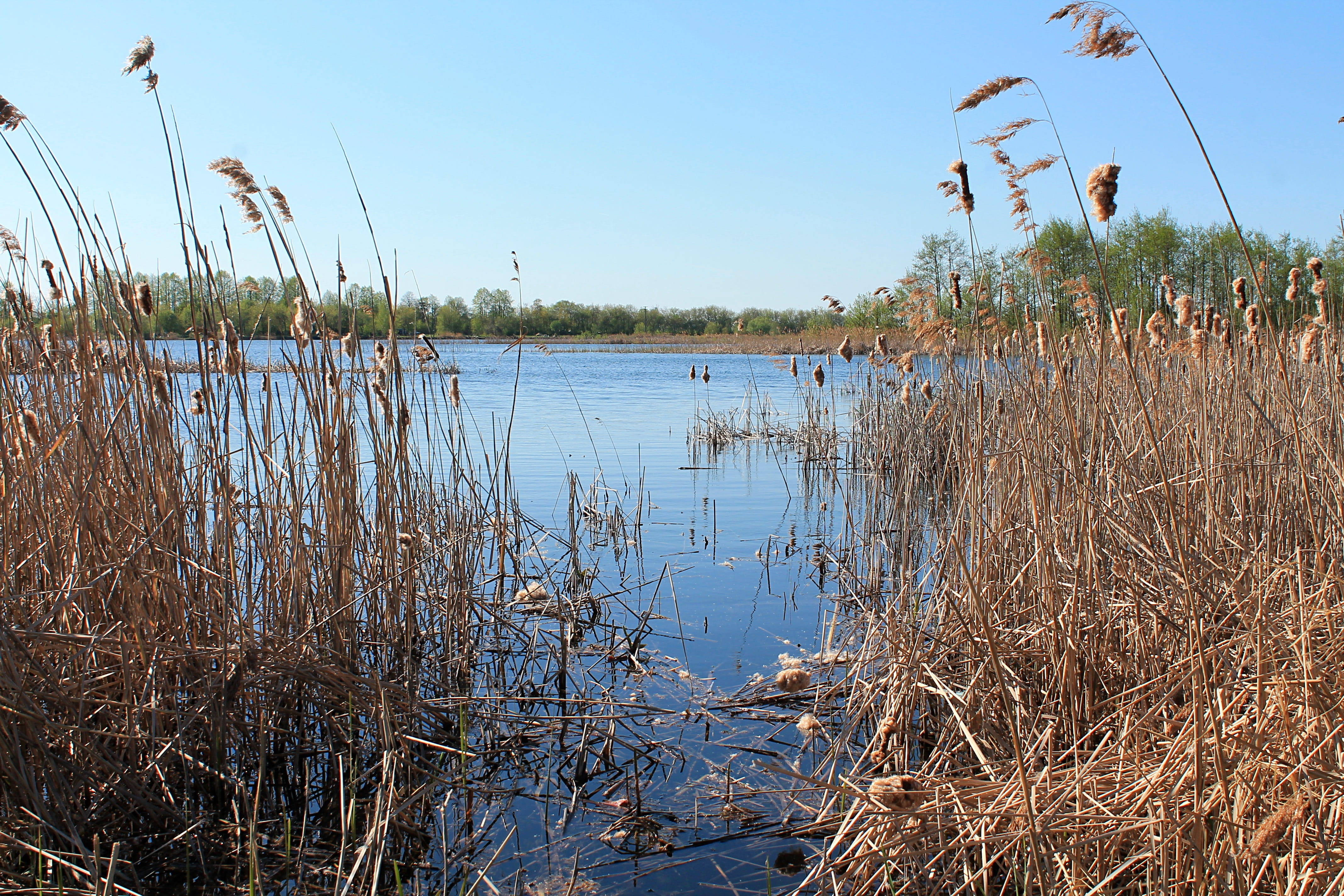 day, outdoors, 4K, lake, lake swan, blue, deadwood, russian nature, clear sky, reed - grass family, no people, beauty in nature, tranquil scene, scenics - nature, HD Wallpaper