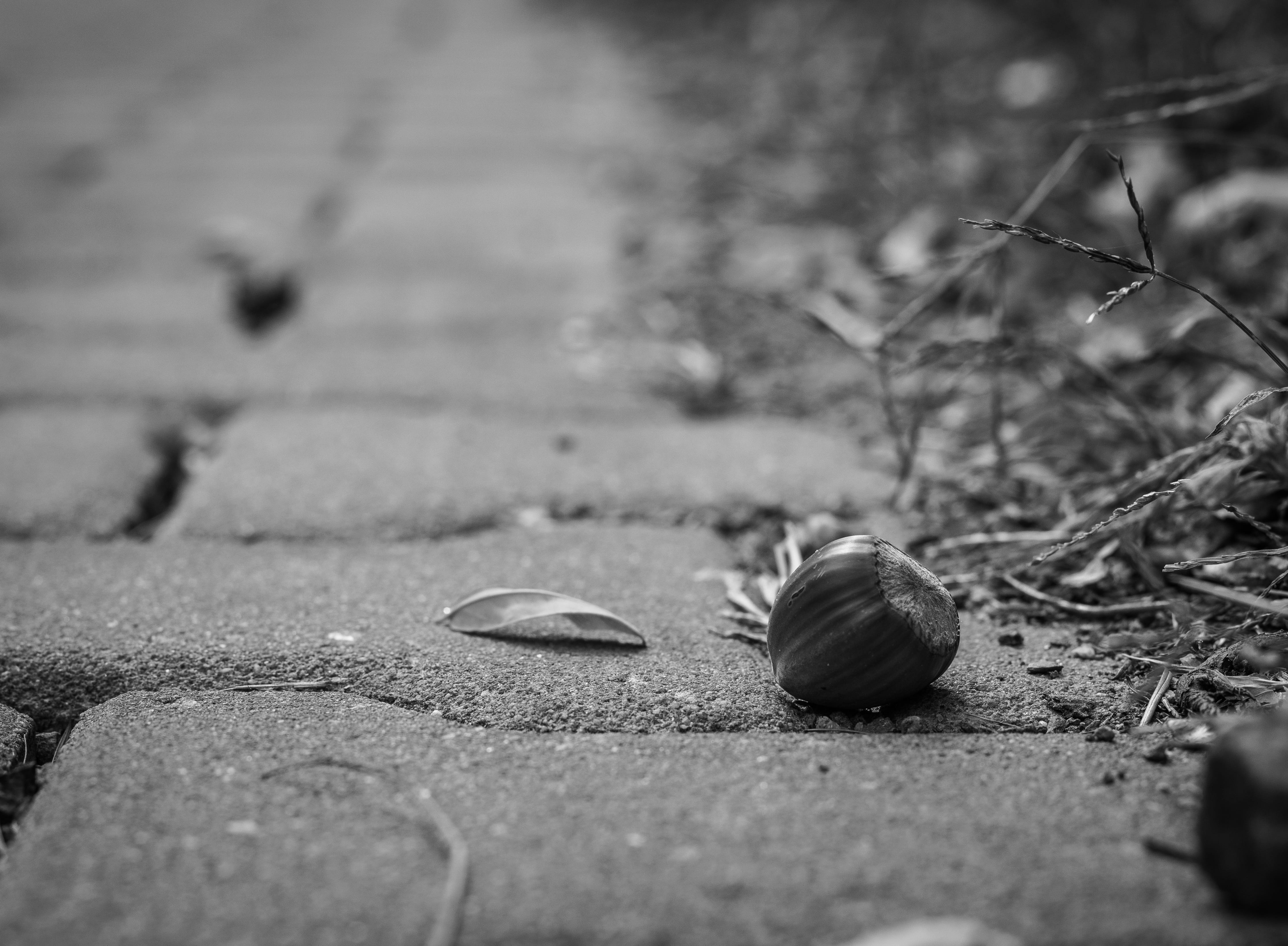 outdoors, atmospheric, close-up, 4K, animal, long way, fantasy, surface level, environment, macro, acorn, path, food, action, transported, stones, distance, HD Wallpaper