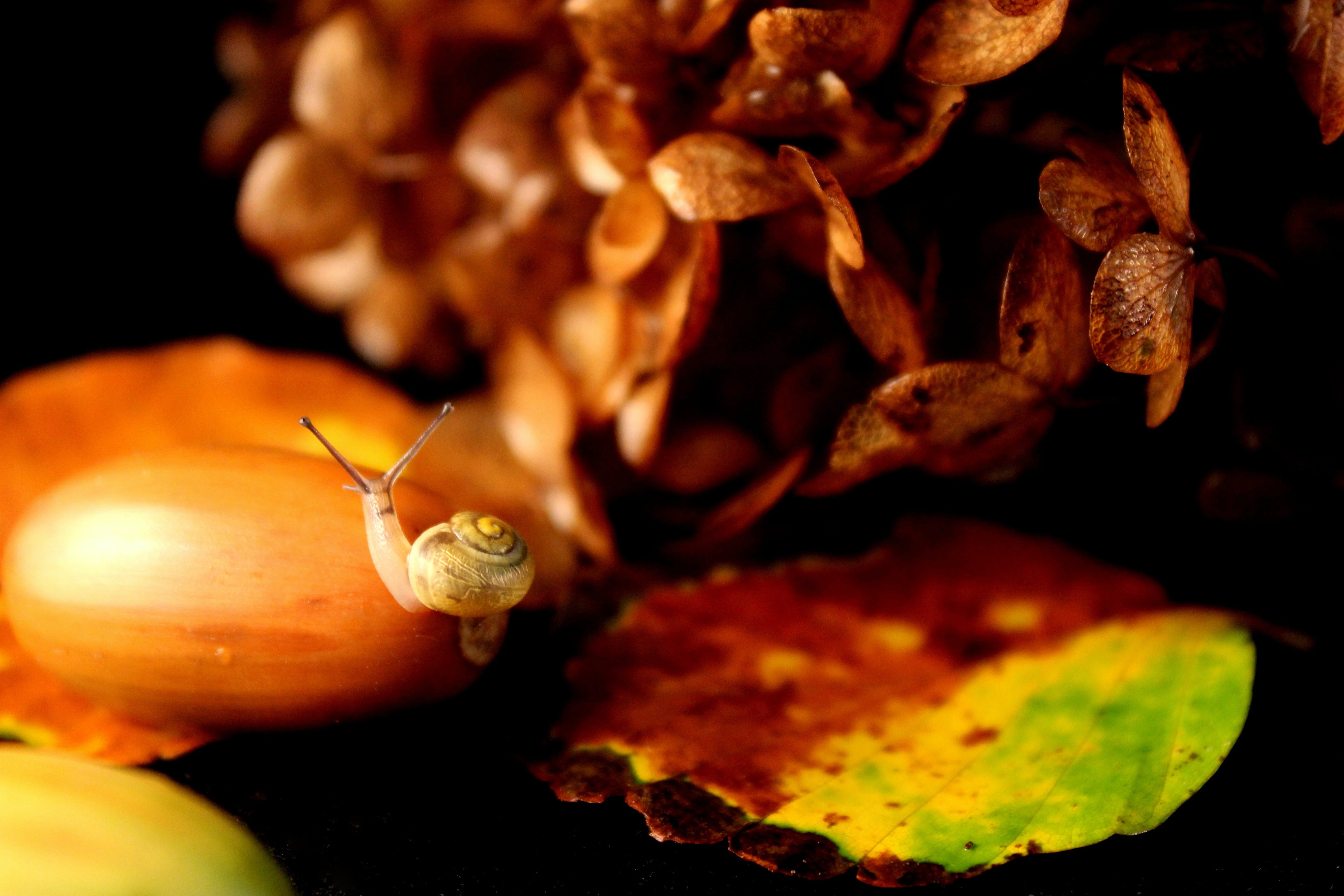 gastropod, one animal, food, acorn, food and drink, no people, october, animals in the wild, animal shell, small, snail, close, animal, orange color, beauty in nature, HD Wallpaper
