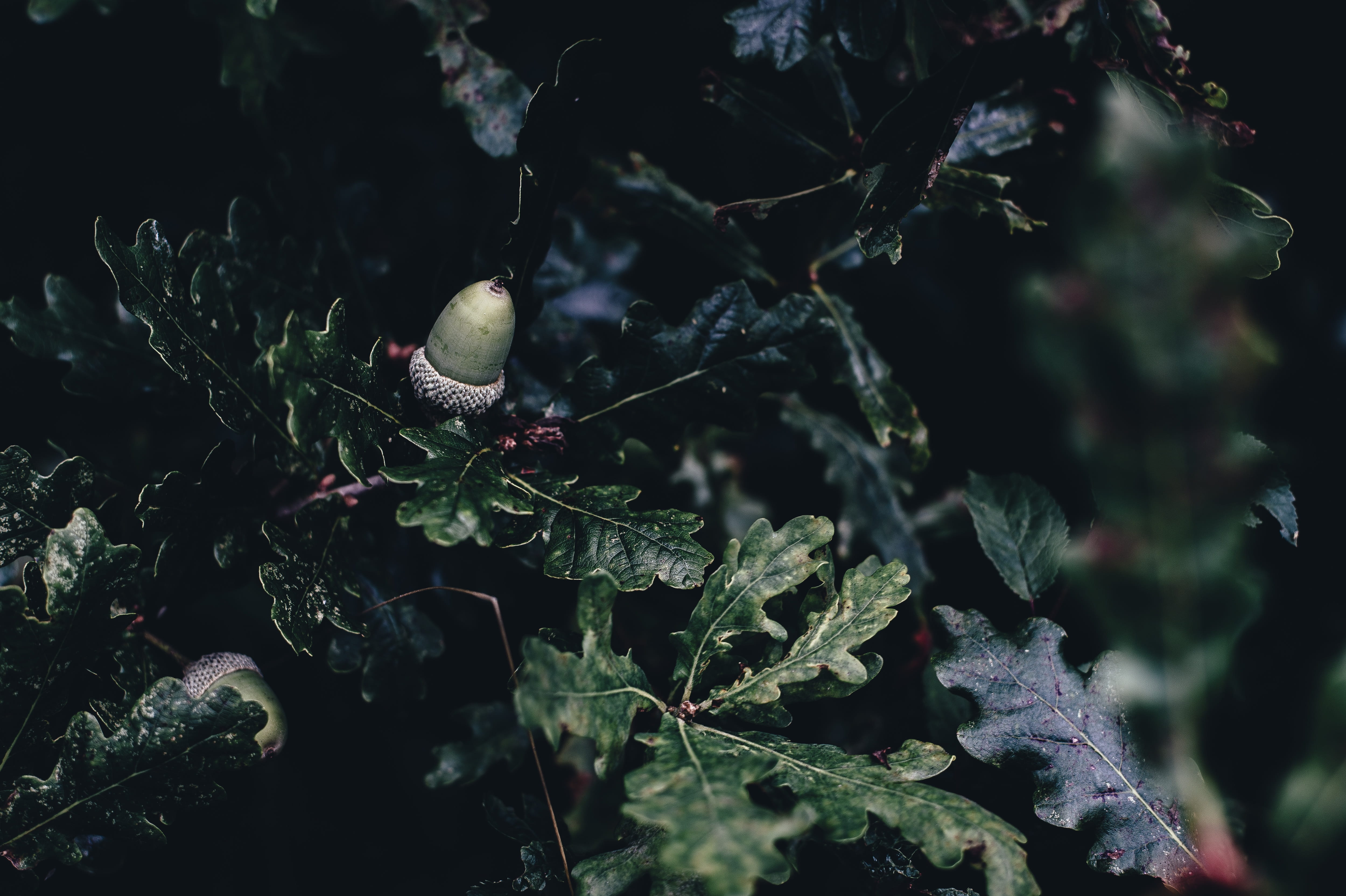 hang, black, beauty in nature, forest, food and drink, plant part, plants, hang on, plant, green color, focus, day, growth, green, acorn, backgrounds, tree, HD Wallpaper
