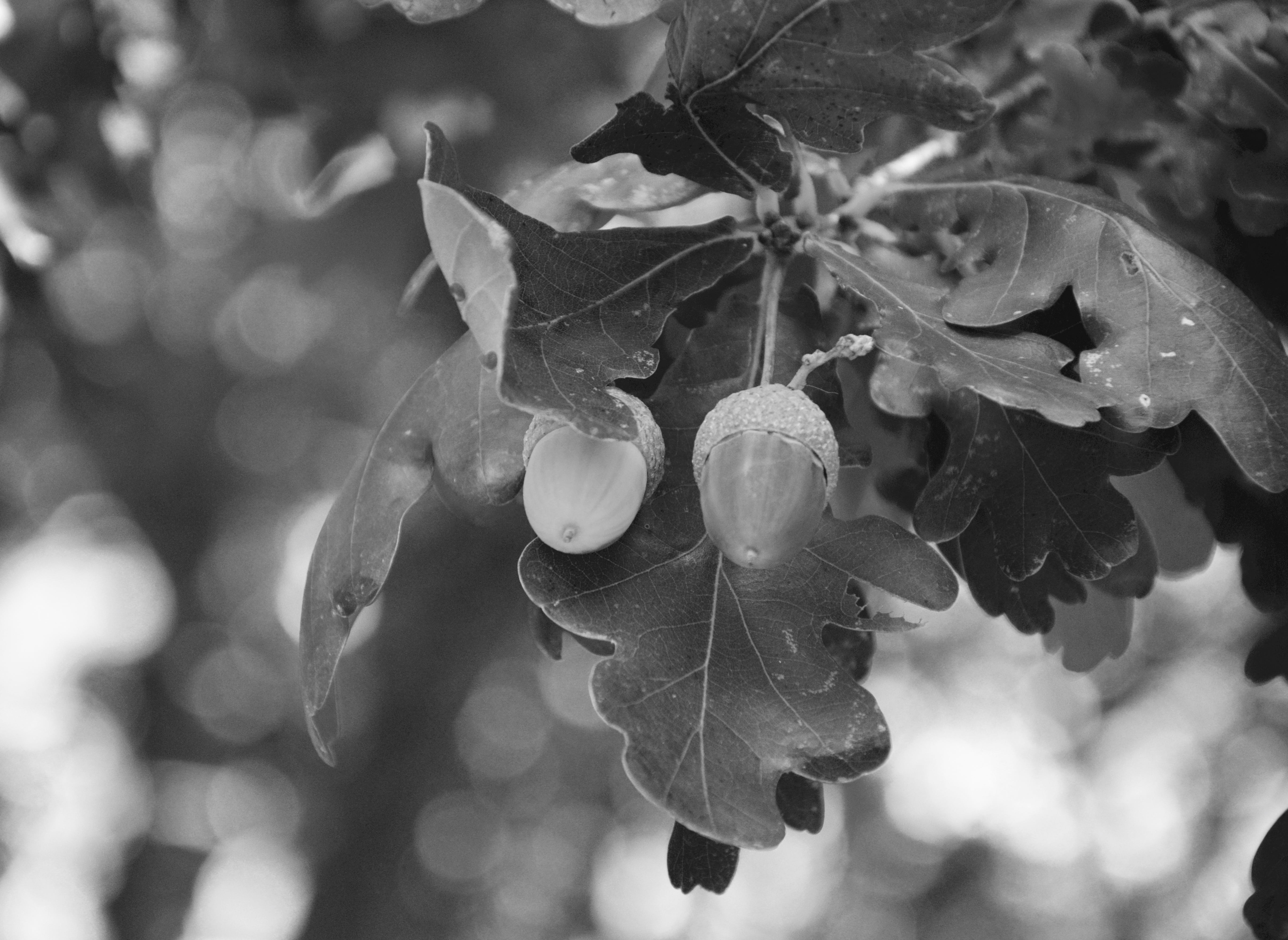 food and drink, ripe, healthy eating, field, day, plant part, close-up, fruit oak, food, photo black white, acorn, focus on foreground, freshness, 5K, HD Wallpaper