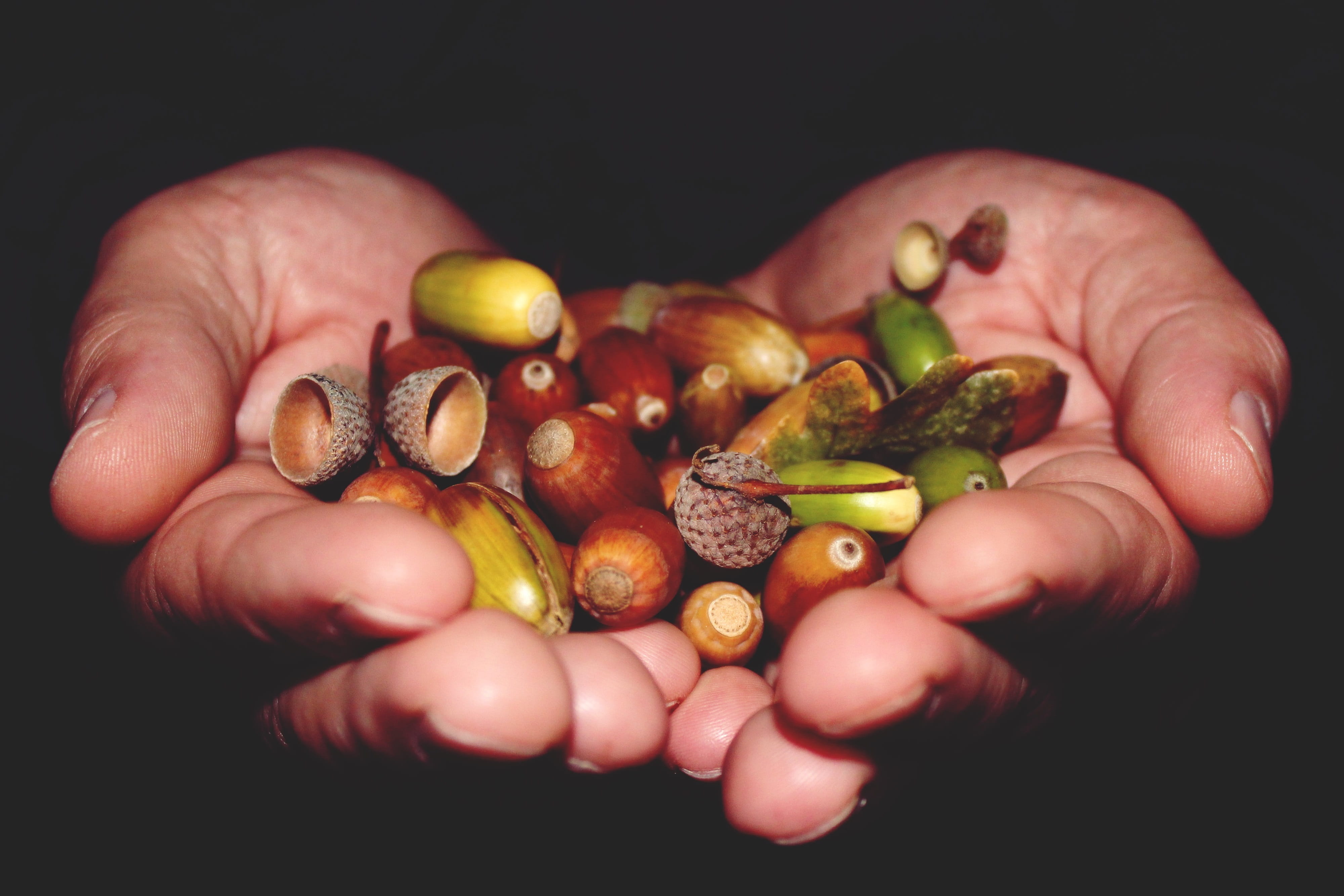 studio shot, freshness, human hand, oak, black background, art, 4K, holding, acorns, wellbeing, unrecognizable person, healthy eating, nature, green, brown, HD Wallpaper