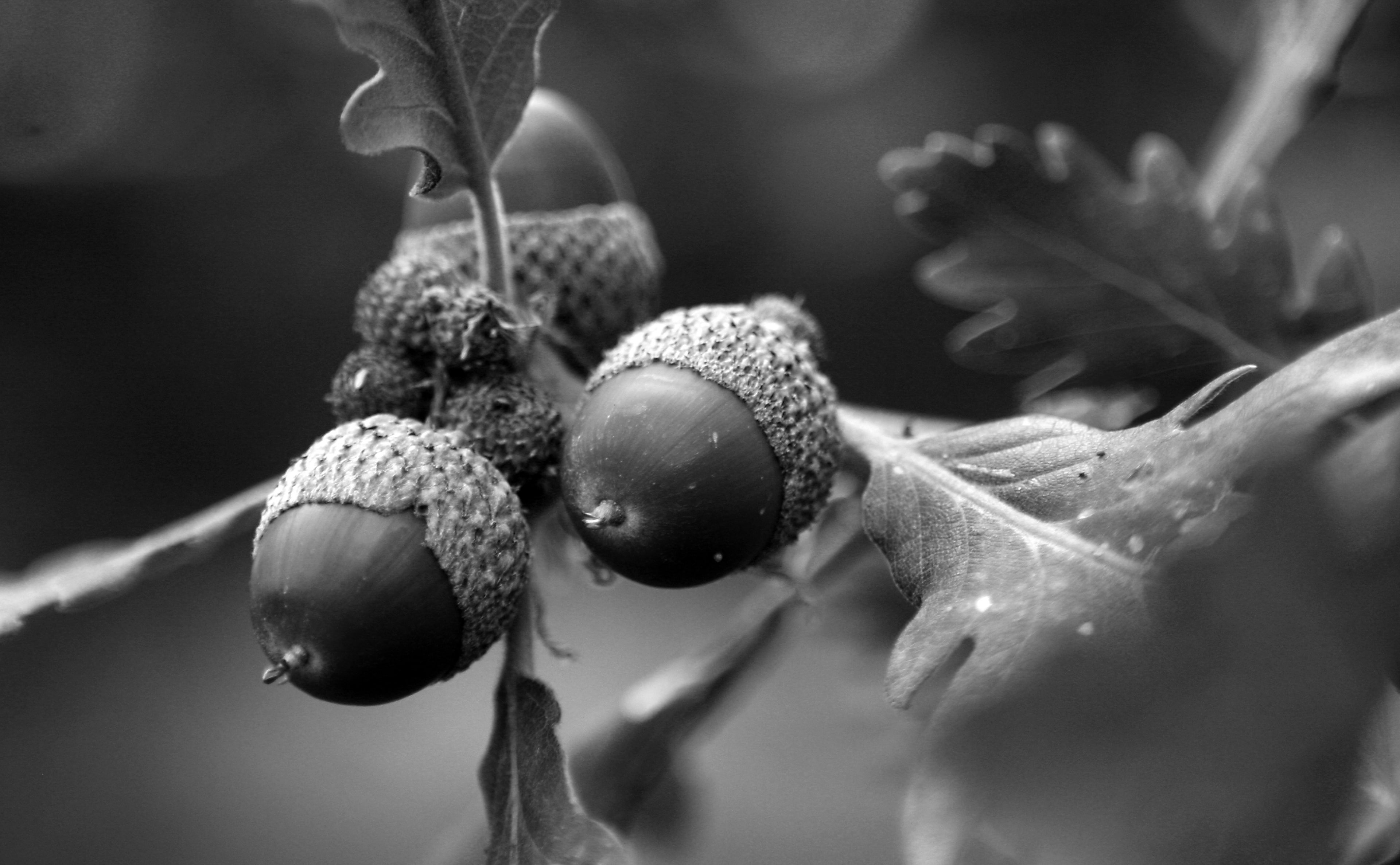 freshness, outdoors, fruit, 4K, grayscale, nature, photography, day, fruits, nut, Black, acorns, no people, plant, healthy eating, white, ripe, Black and White, HD Wallpaper