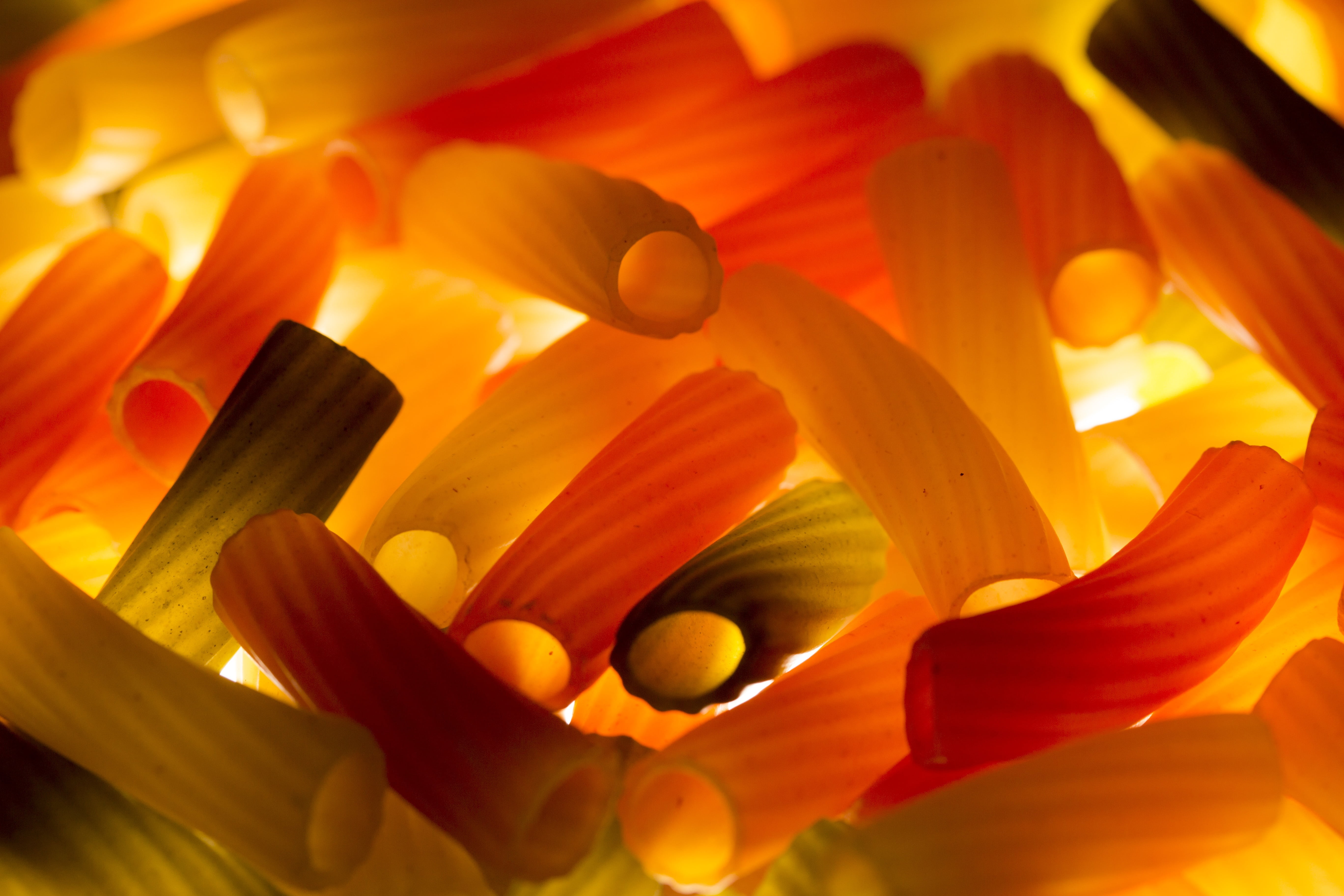 inflorescence, indoors, extreme close-up, freshness, flower, beauty in nature, carbohydrates, no people, orange color, flower head, close-up, food, 5K, HD Wallpaper