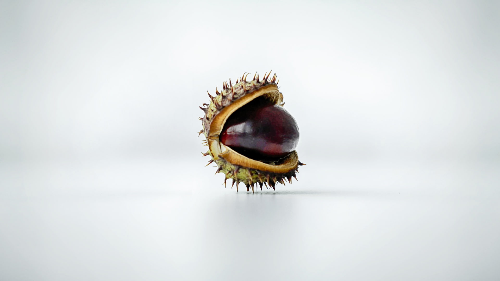 invertebrate, animal body part, macro, animal wildlife, food and drink, photography, one animal, animal eye, healthy eating, animals in the wild, digital composite, HD Wallpaper
