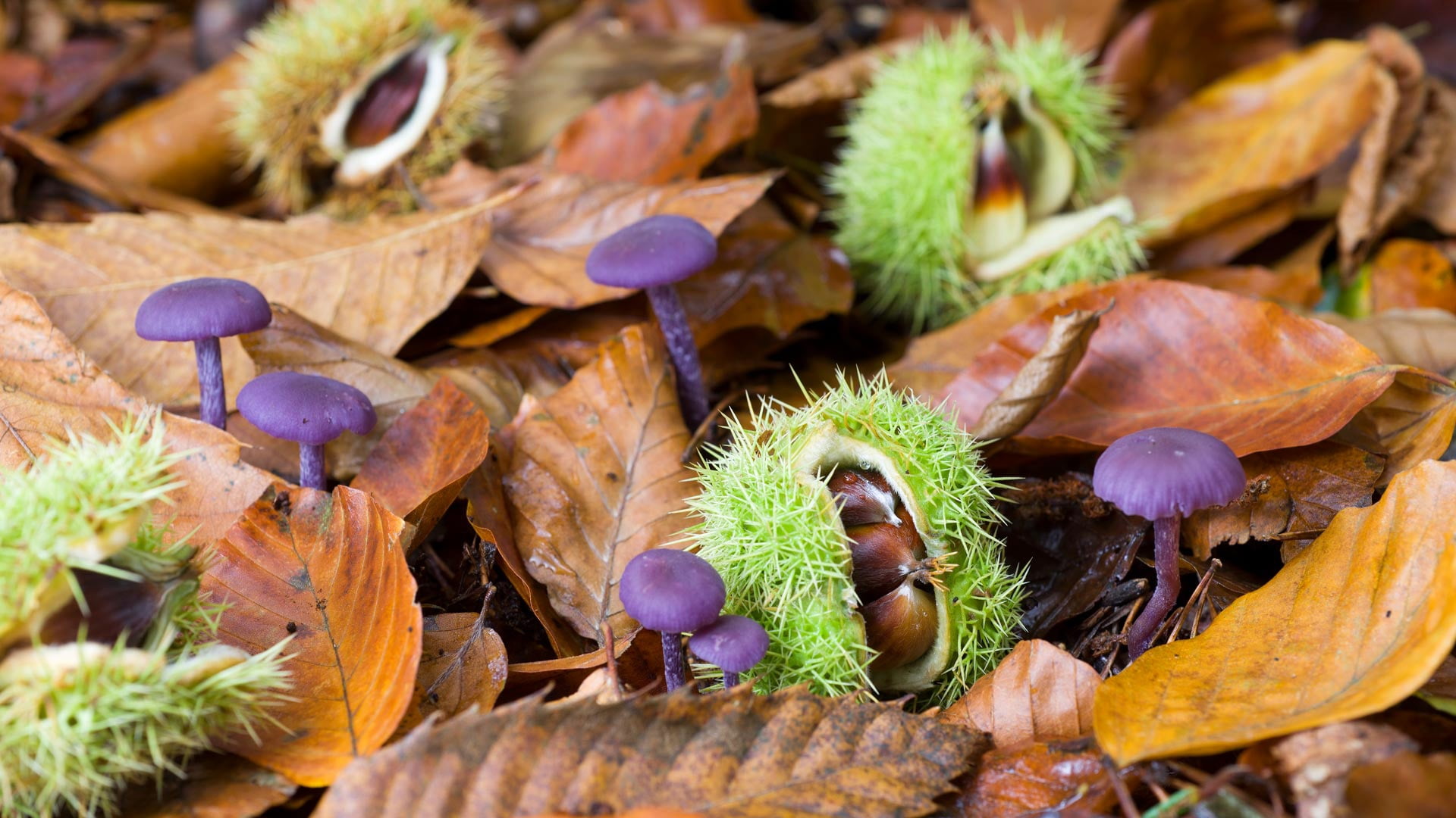 plants, dry, leaves, food, vegetable, chestnut, day, food and drink, selective focus, succulent plant, freshness, plant, brown, leaf, mushroom, wellbeing, HD Wallpaper