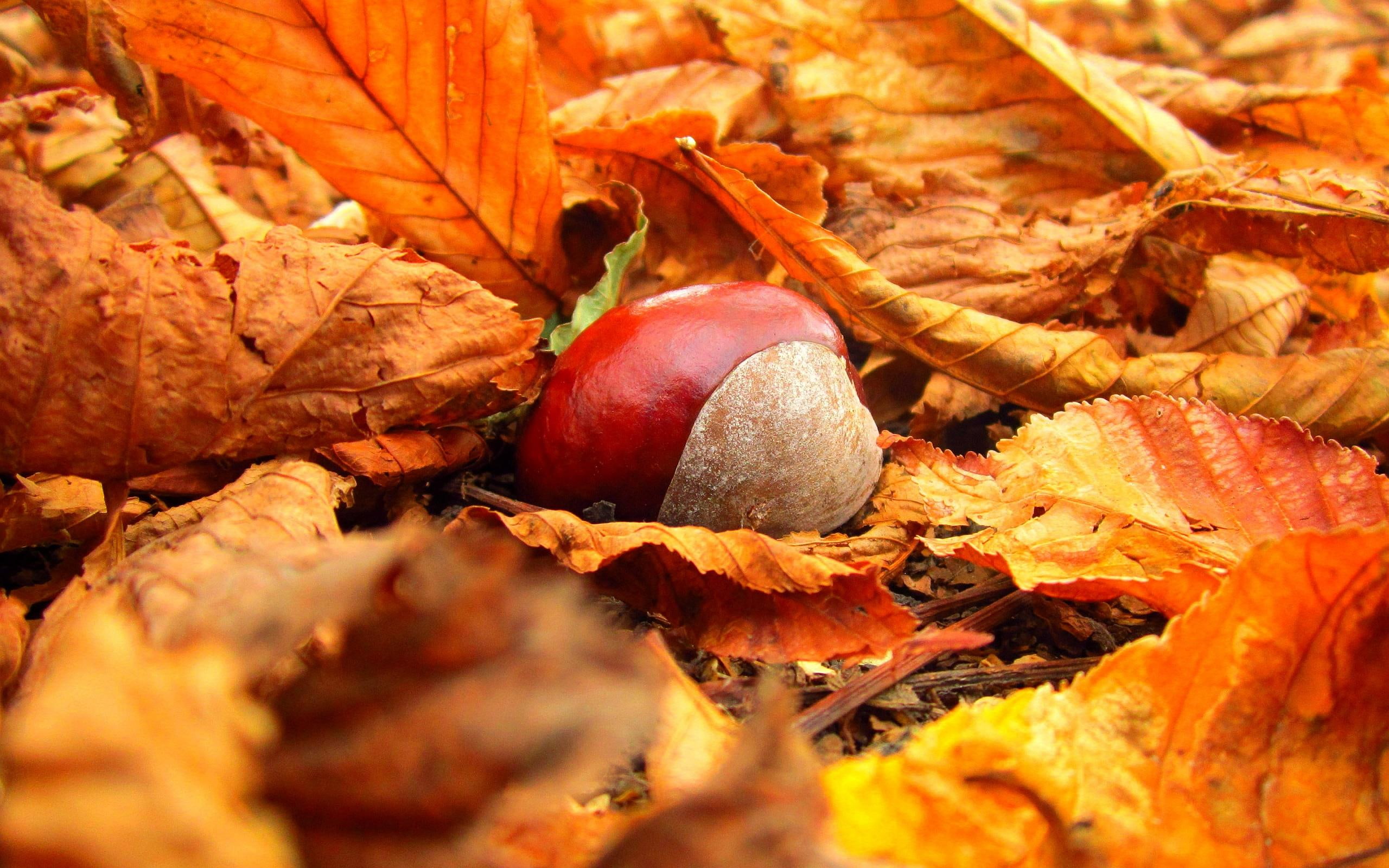 2K, nature, autumn, leaves, chestnuts, HD Wallpaper