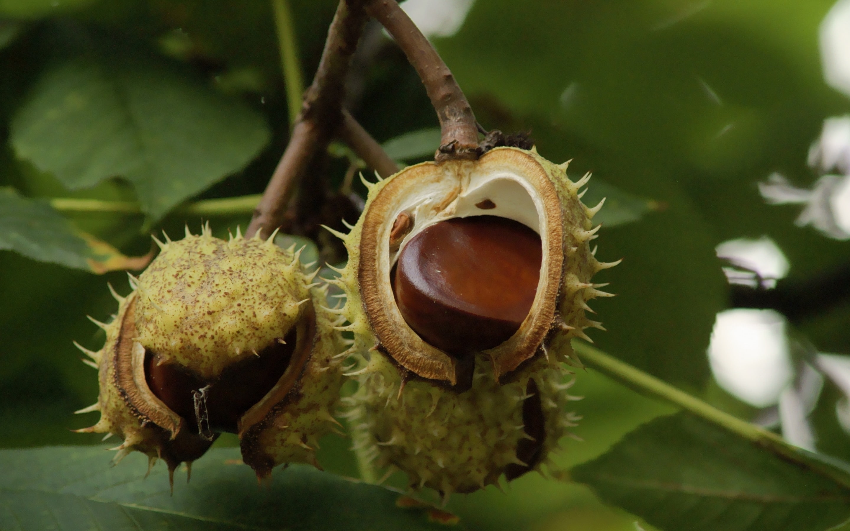 tree branch, branch, nature, tree, chestnuts, 2K, HD Wallpaper