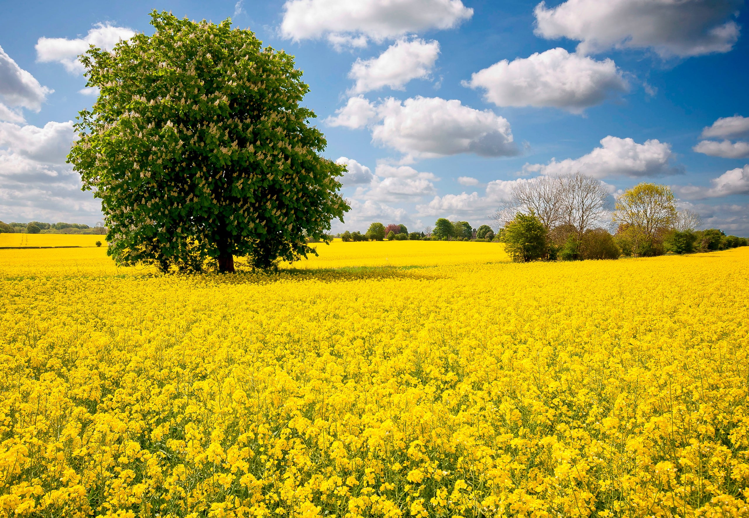 meadow, 2K, sky, yellow, chestnut, tree, field, clouds, flowers, HD Wallpaper