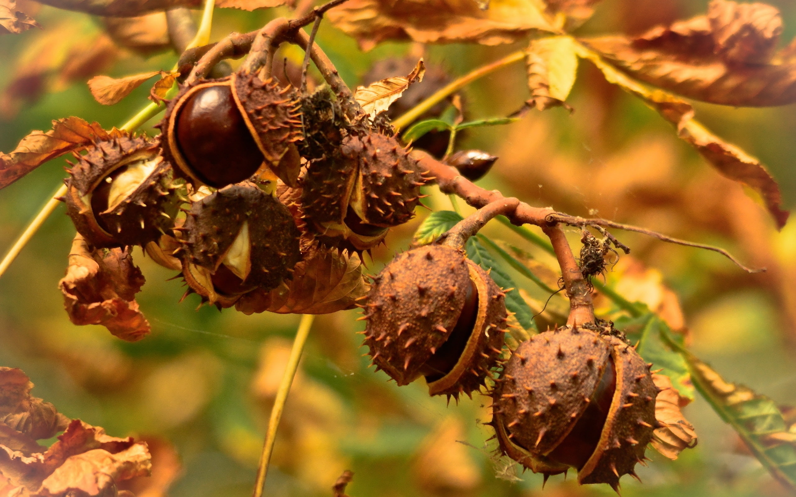 chestnuts, 2K, HD Wallpaper