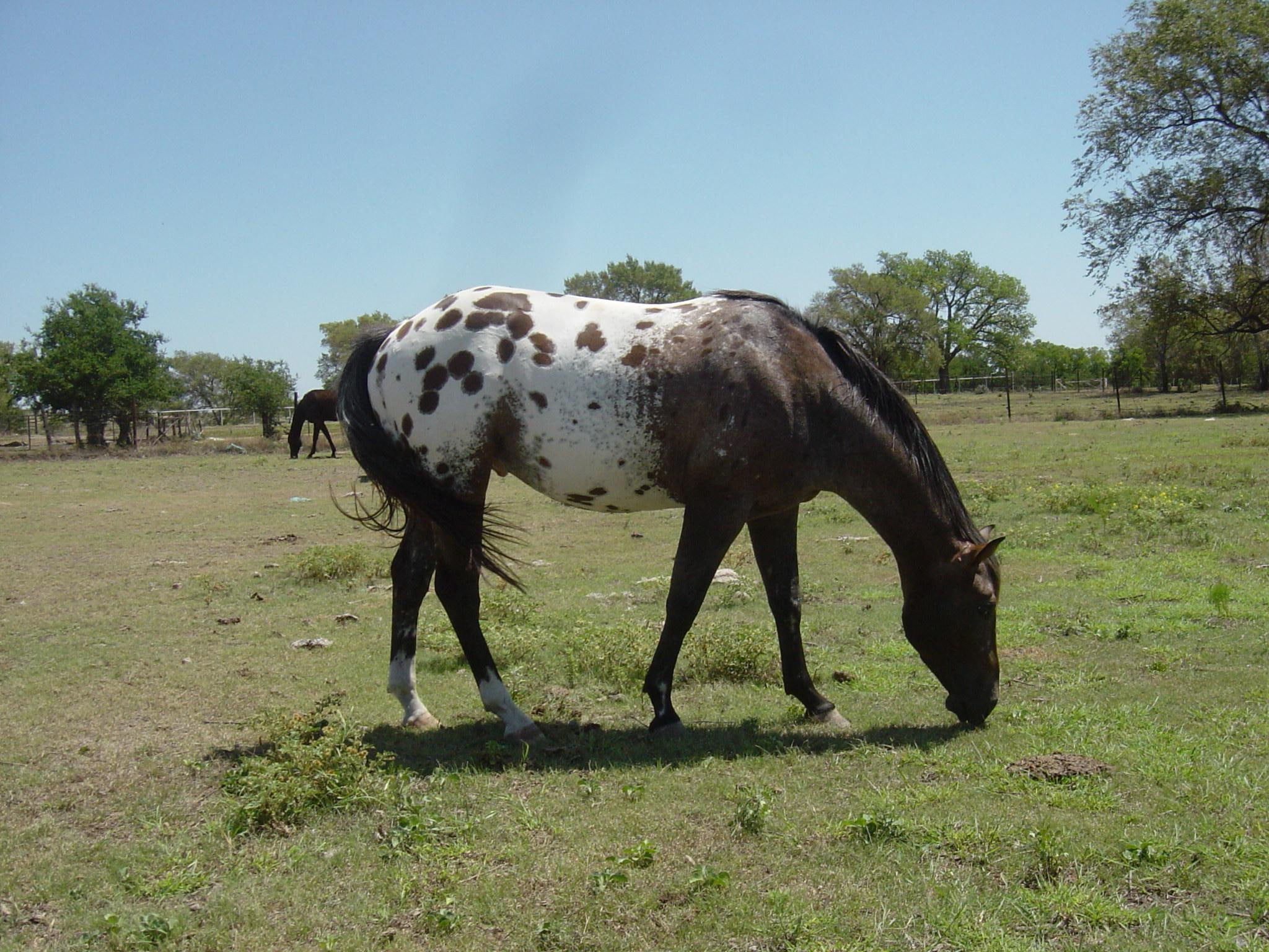 1080P, liver chestnut, animals, horses, appaloosas, HD Wallpaper