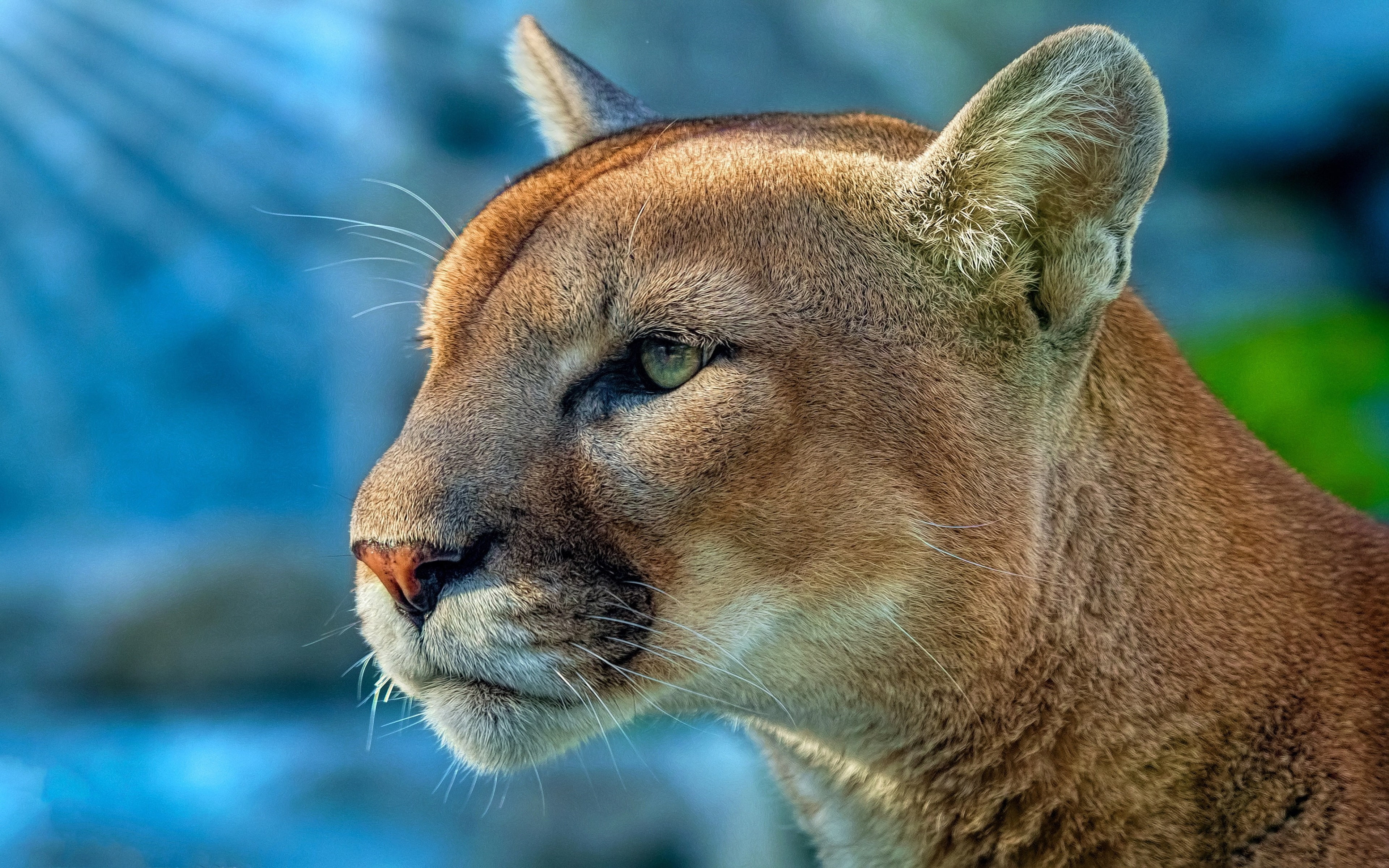focus on foreground, lioness, whisker, no people, 4K, animal body part, profile view, animals in the wild, animal eye, one animal, vertebrate, lion - feline, HD Wallpaper