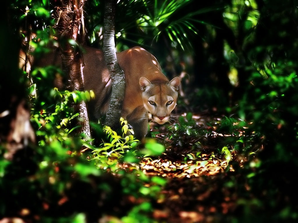 Cougars, animals, hd, cougar, art, 480P, HD Wallpaper