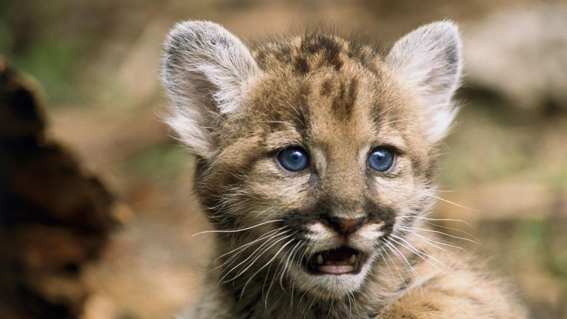 mammal, baby, cougar, wildlife, animals, feline, 1080P, HD Wallpaper