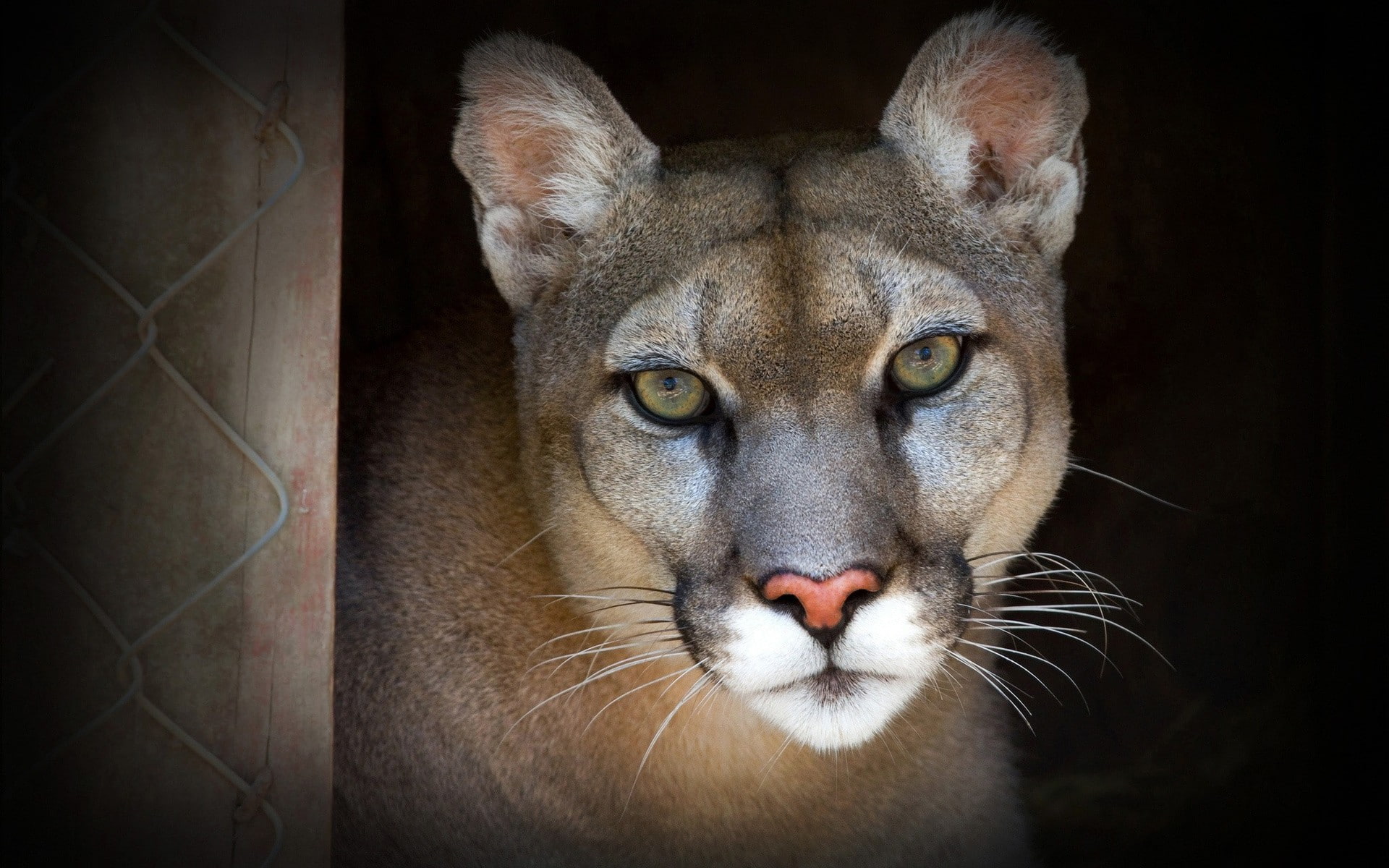 animals, 1080P, cougars, HD Wallpaper