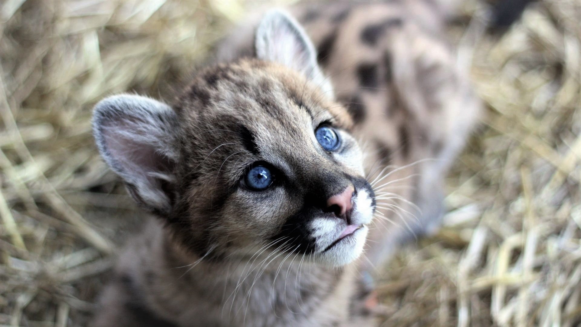 baby, cub, animal, face, 1080P, cougar, HD Wallpaper