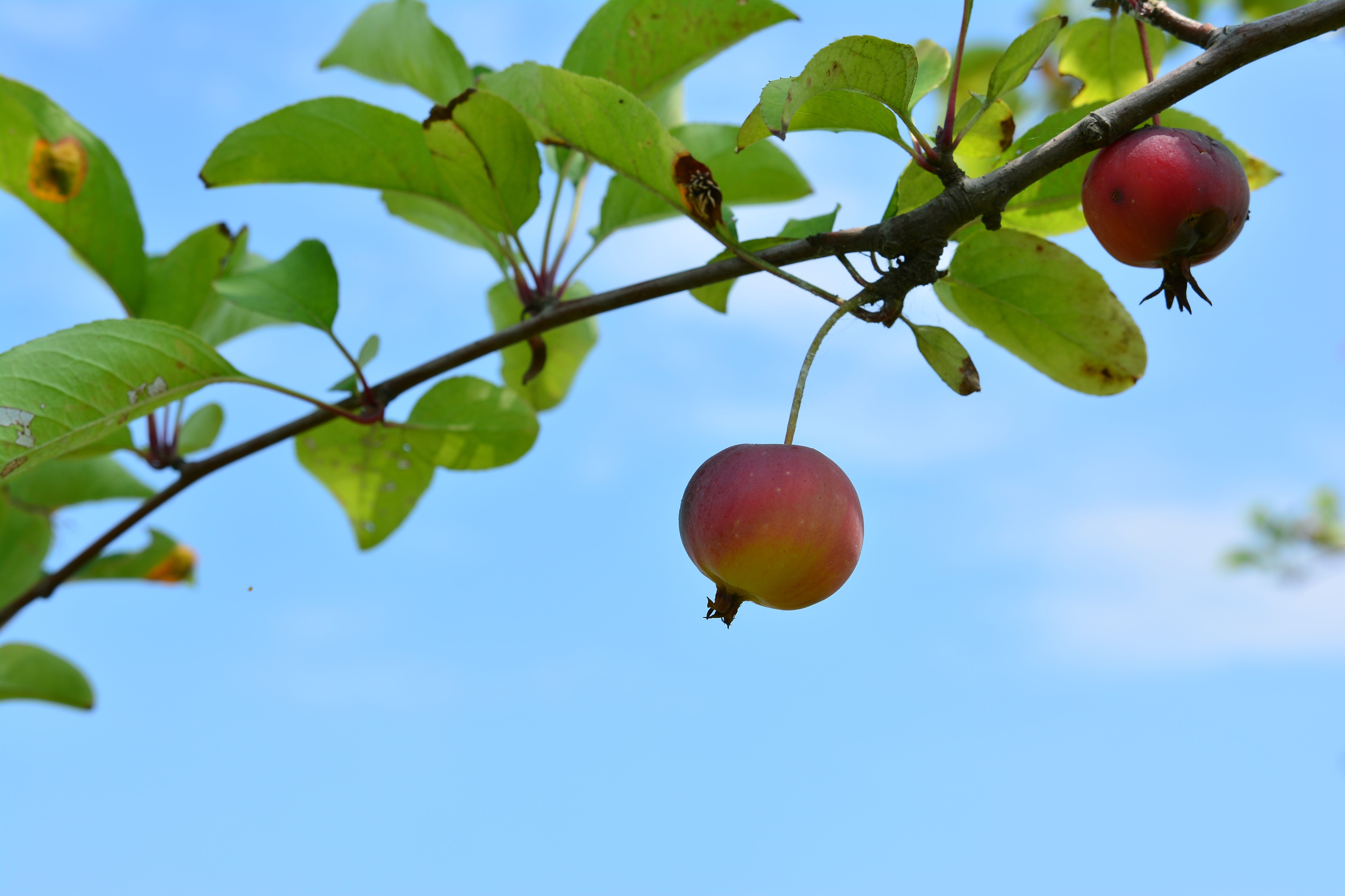 plant part, low angle view, red, apple, apple baby, growth, wood, blue leaf, 5K, blue sky, green color, Apples, focus on foreground, tree, food, ripe, HD Wallpaper
