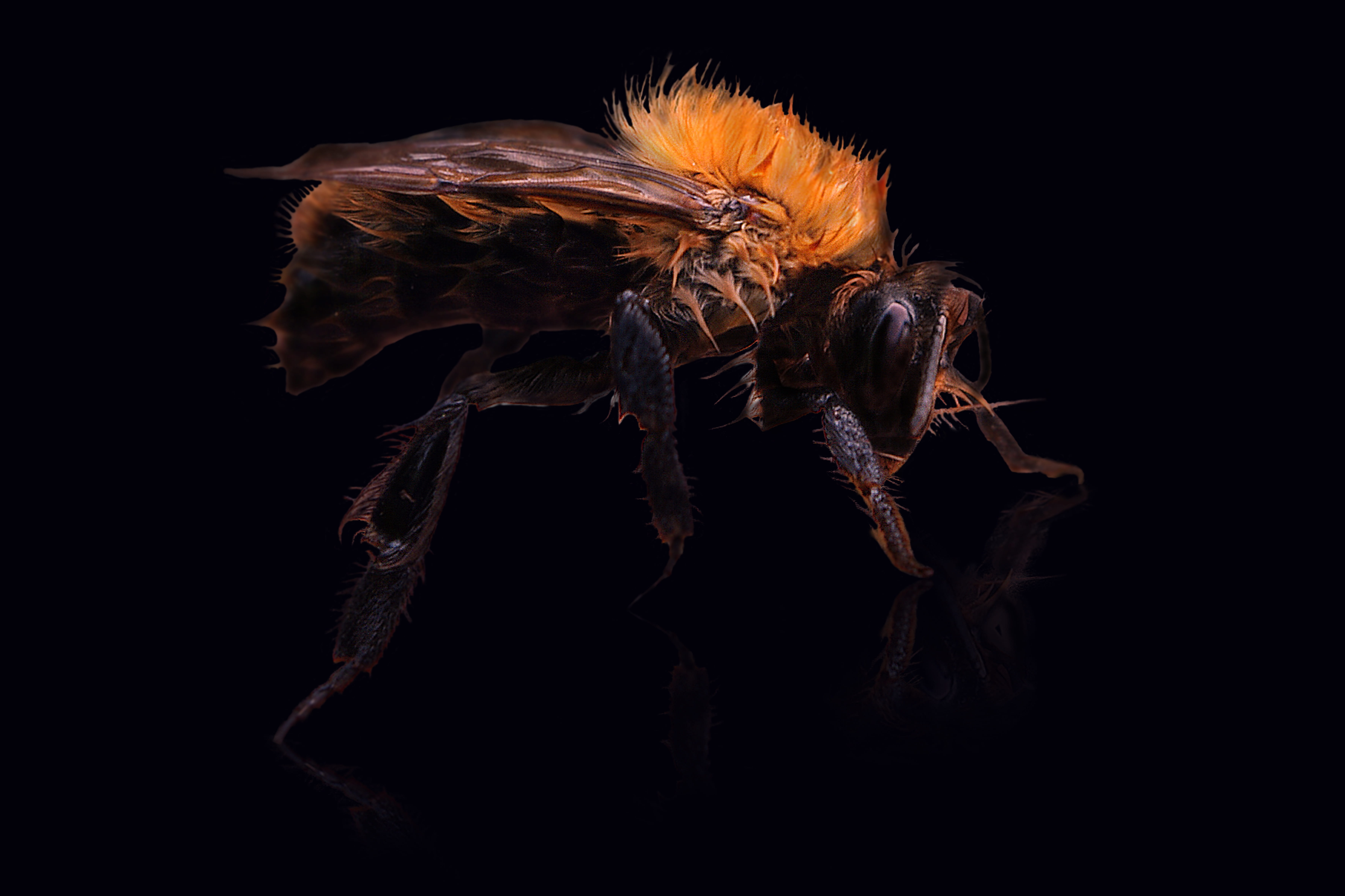 pollen, animal wildlife, Head, indoors, sprinkle, close up, Insect, brown, honey, animals in the wild, Hummel, animal, Animal, cut out, night, black background, HD Wallpaper