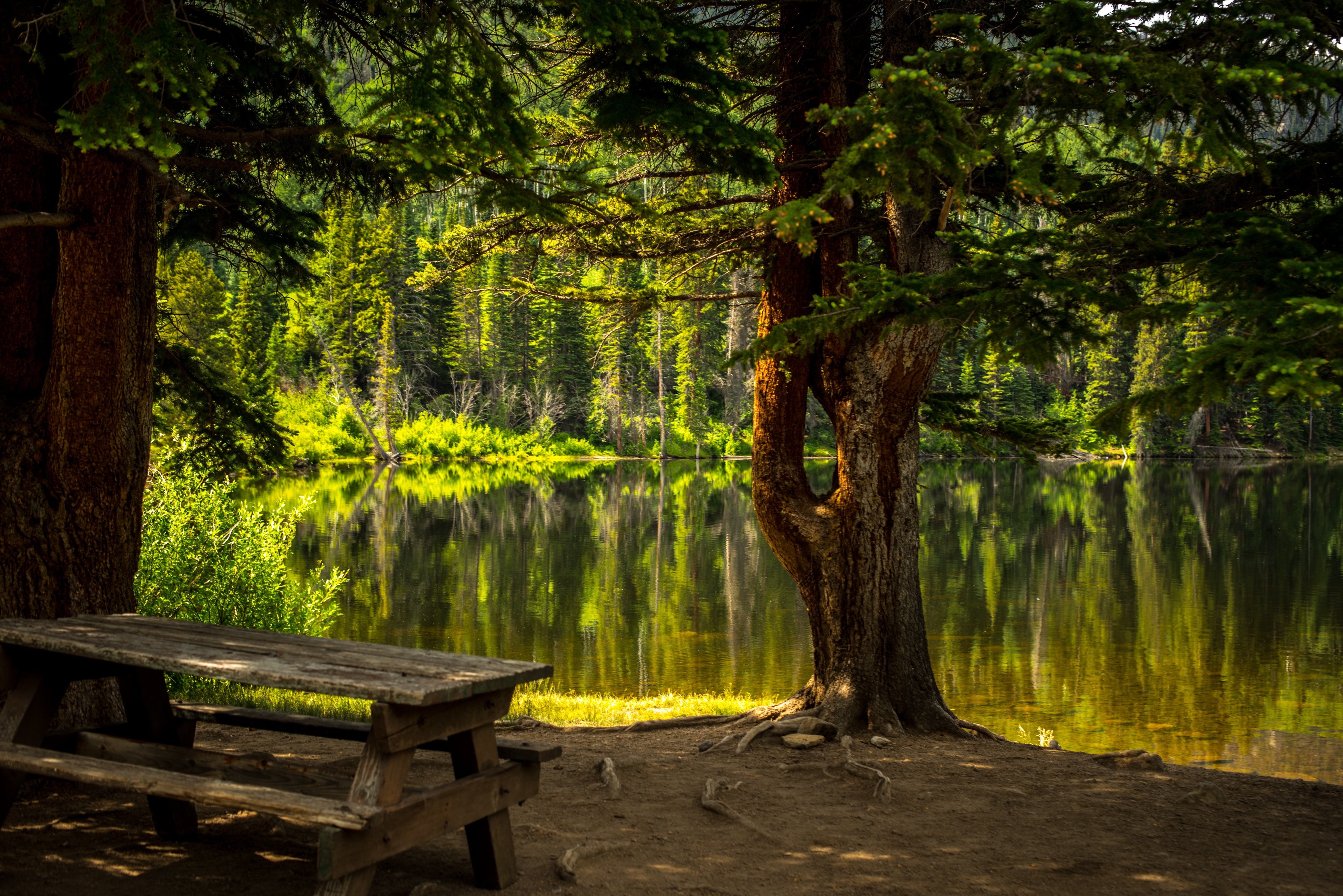 5K, tree, tree trunk, water, growth, leafed, bench, wood - material, land, trunk, woodland, outdoors, park bench, scenics - nature, trees, green color, HD Wallpaper