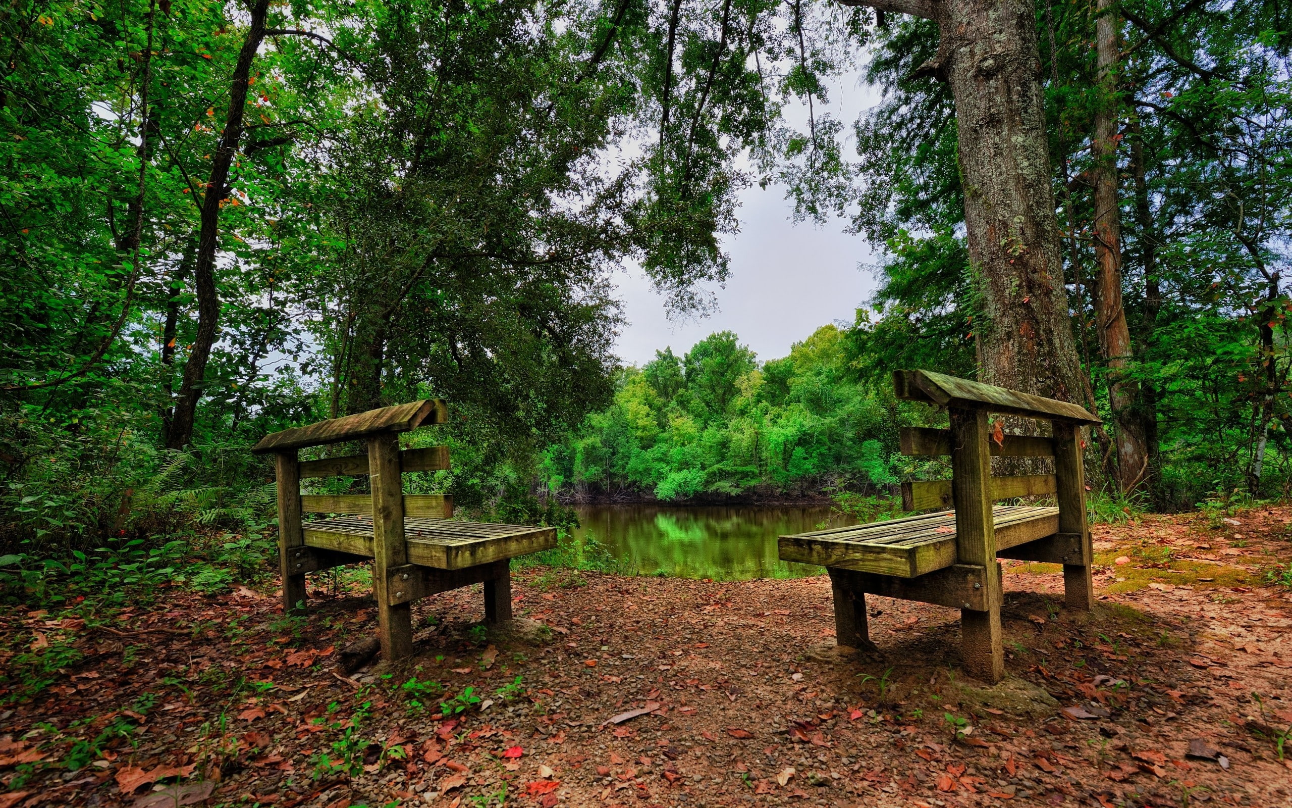 day, tranquil scene, lake, growth, beauty in nature, absence, wood - material, 2K, tranquility, outdoors, forest, table, park bench, HDR, leaves, nature, HD Wallpaper
