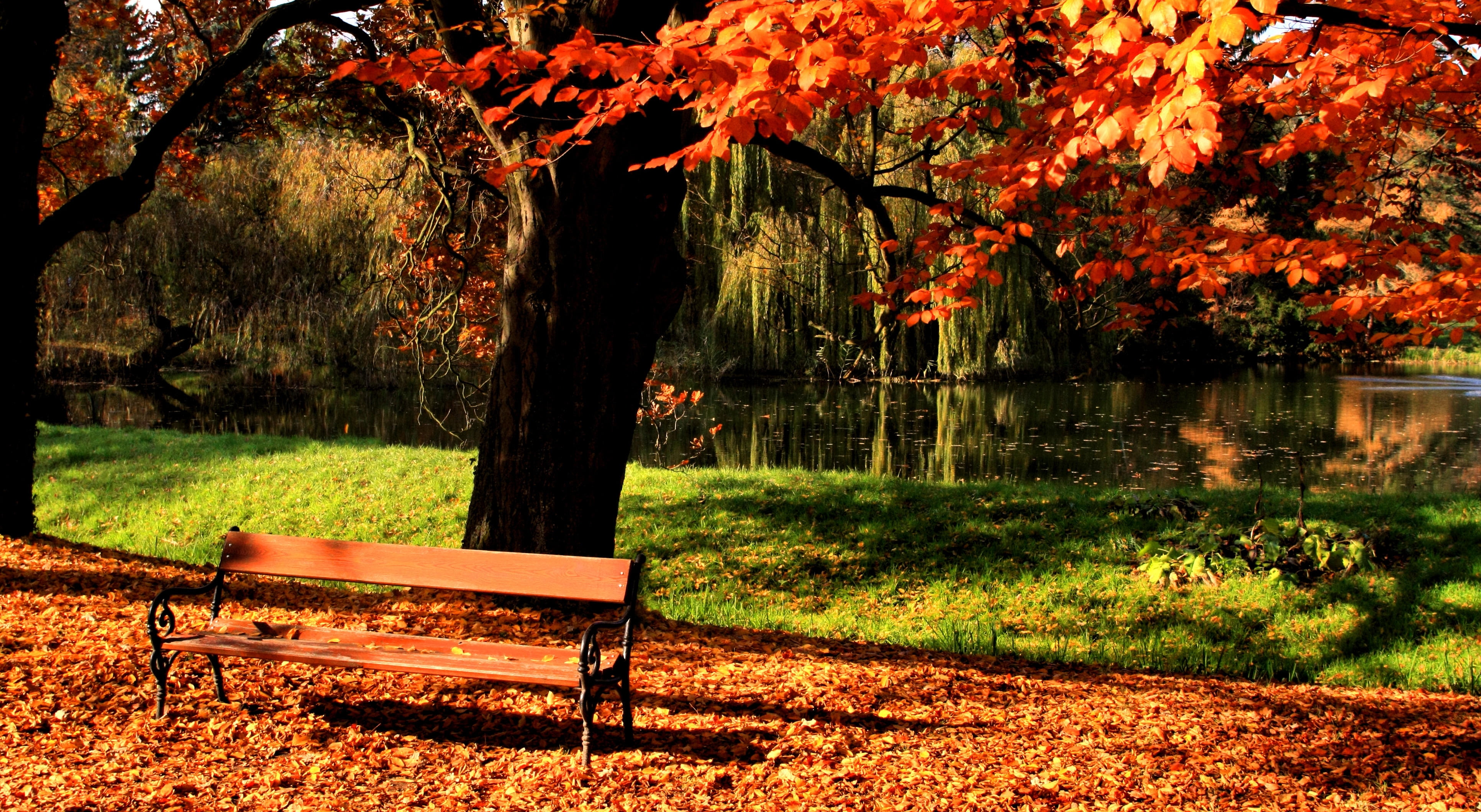 branch, trunk, orange Color, change, falling, rural Scene, no People, bench, red, tranquil Scene, autumn, tree, outdoors, gold Colored, plant, lawn, color Image, HD Wallpaper