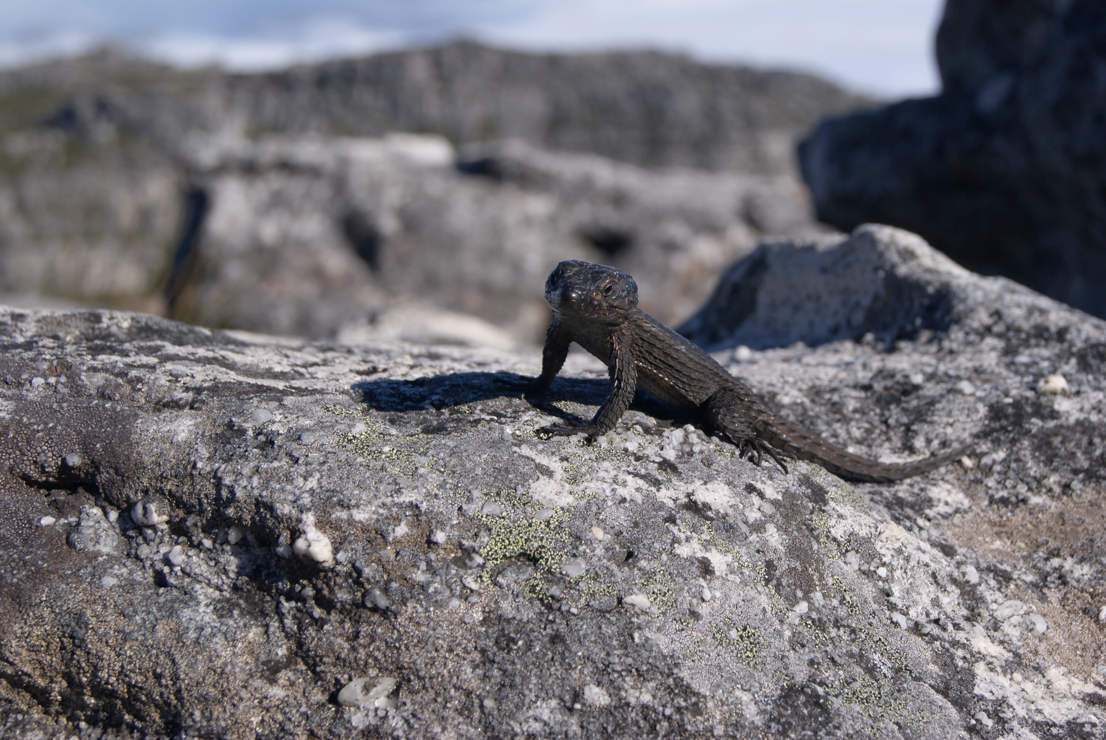 table mountain national park, rock - object, animals in the wild, solid, 4K, nature, africa, animal, day, lizar, national park, cape town, outdoors, reptile, HD Wallpaper