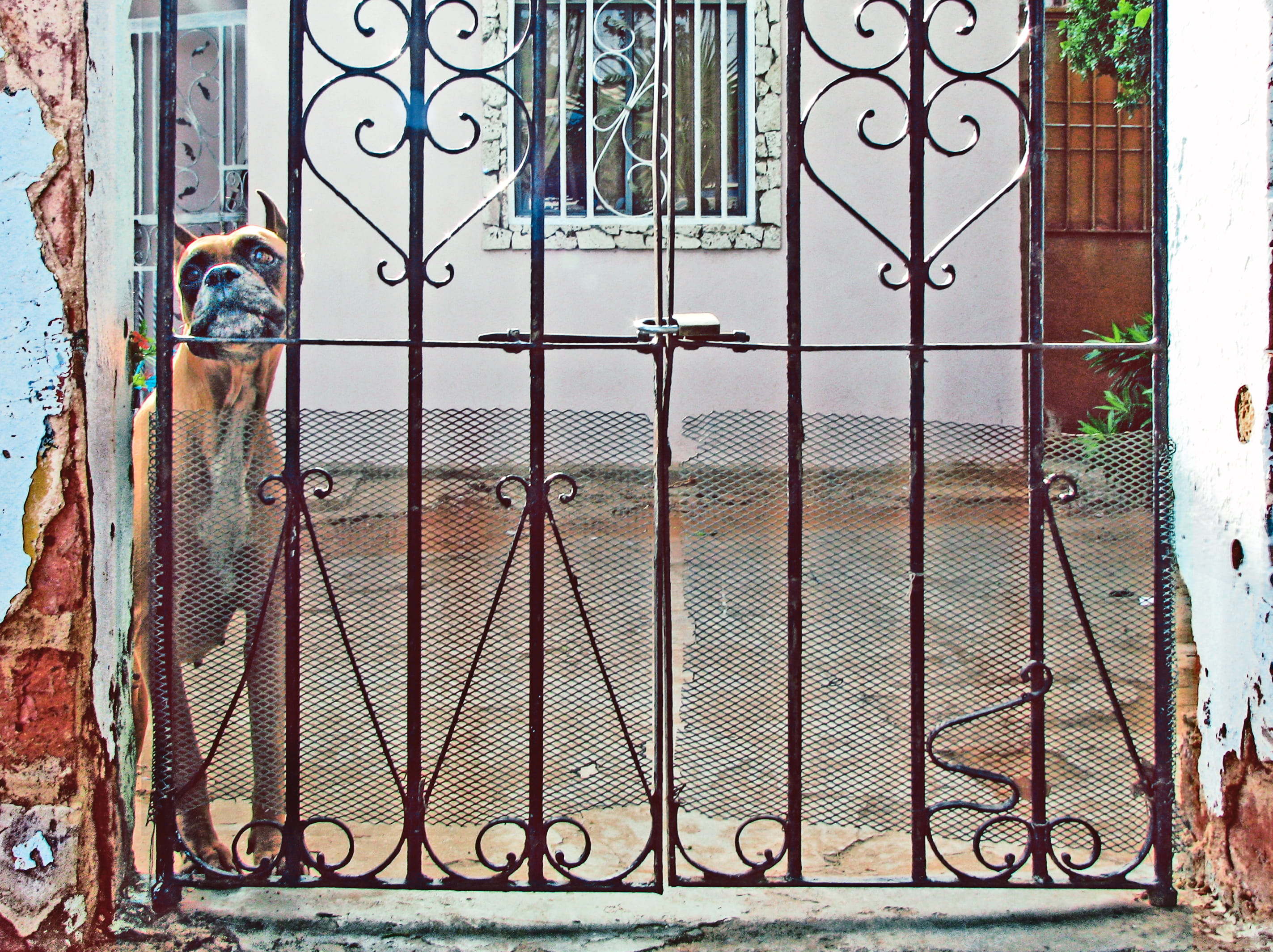 built structure, safety, eyes, minimalism, look, metal, architecture, barrier, entrance, metal grate, street, fence, no people, wrought iron, pattern, house, HD Wallpaper