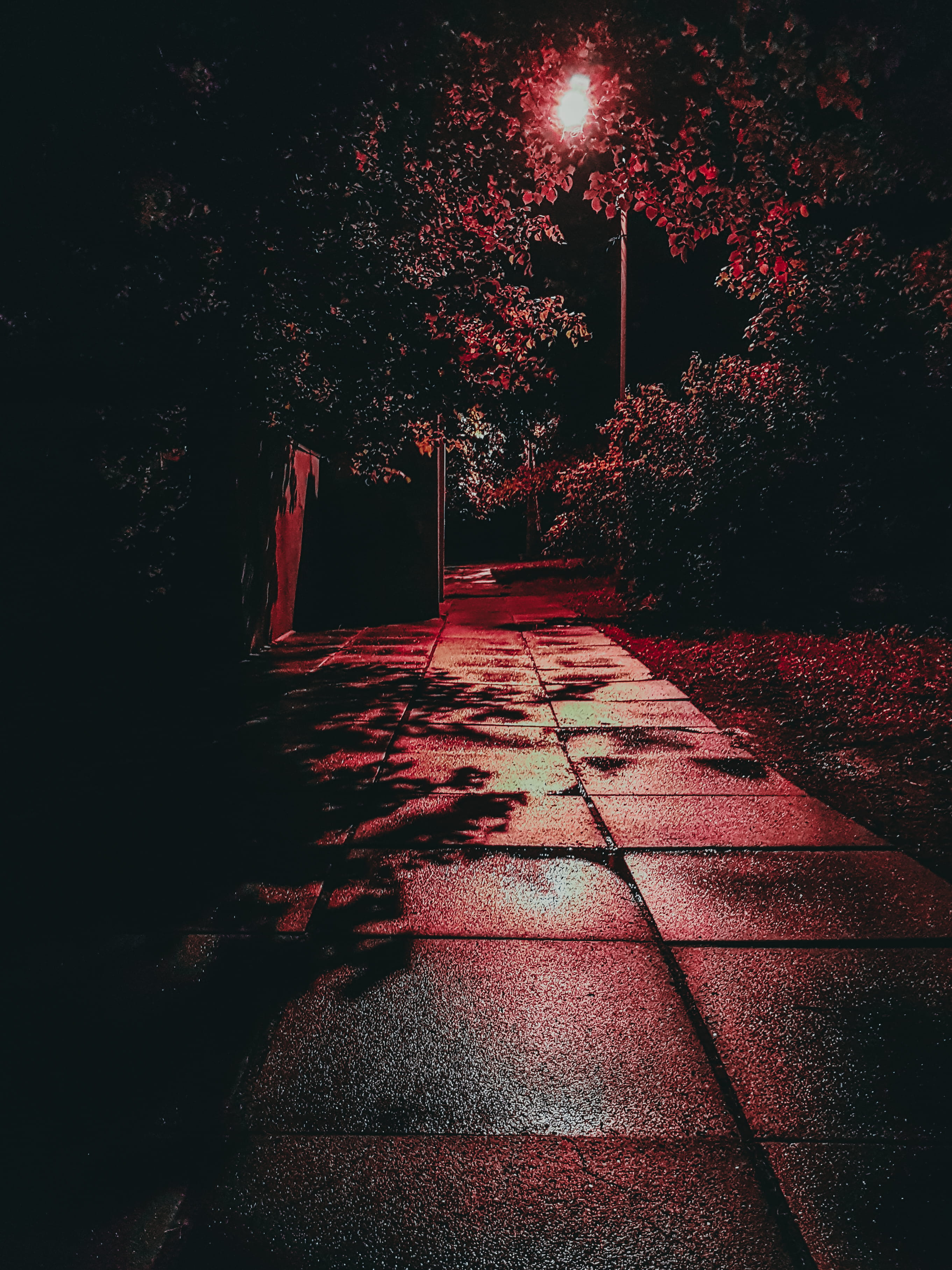 kyiv, no people, street light, shadow, night, dark, footpath, direction, lighting equipment, street, red, tree, city, architecture, growth, 2K, plant, Phone HD Wallpaper