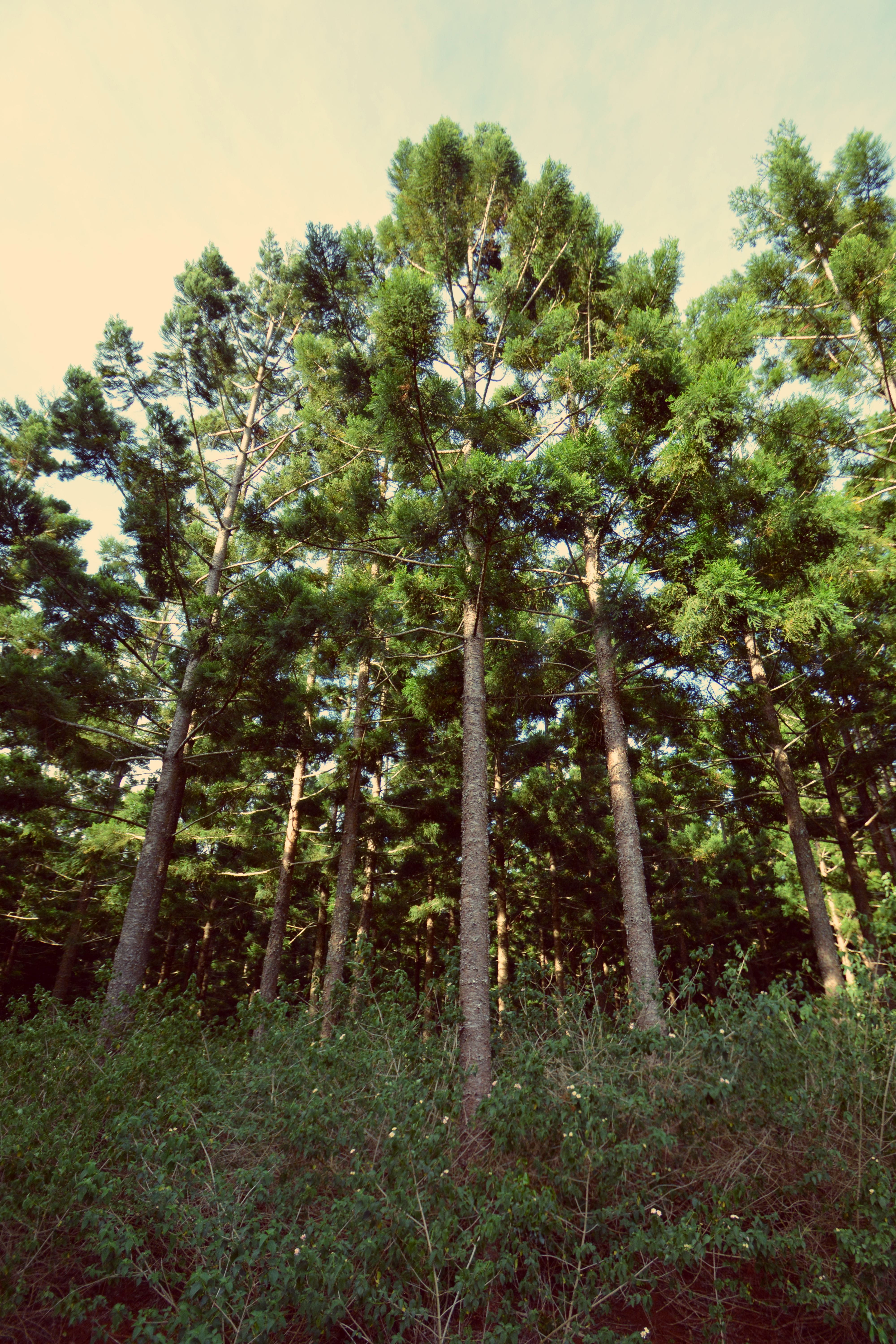 low angle view, day, coniferous tree, trunk, pine, no people, 5K, outdoors, forest trees, growth, australia, dark, land, toowoomba, tranquility, tranquil scene, Phone HD Wallpaper