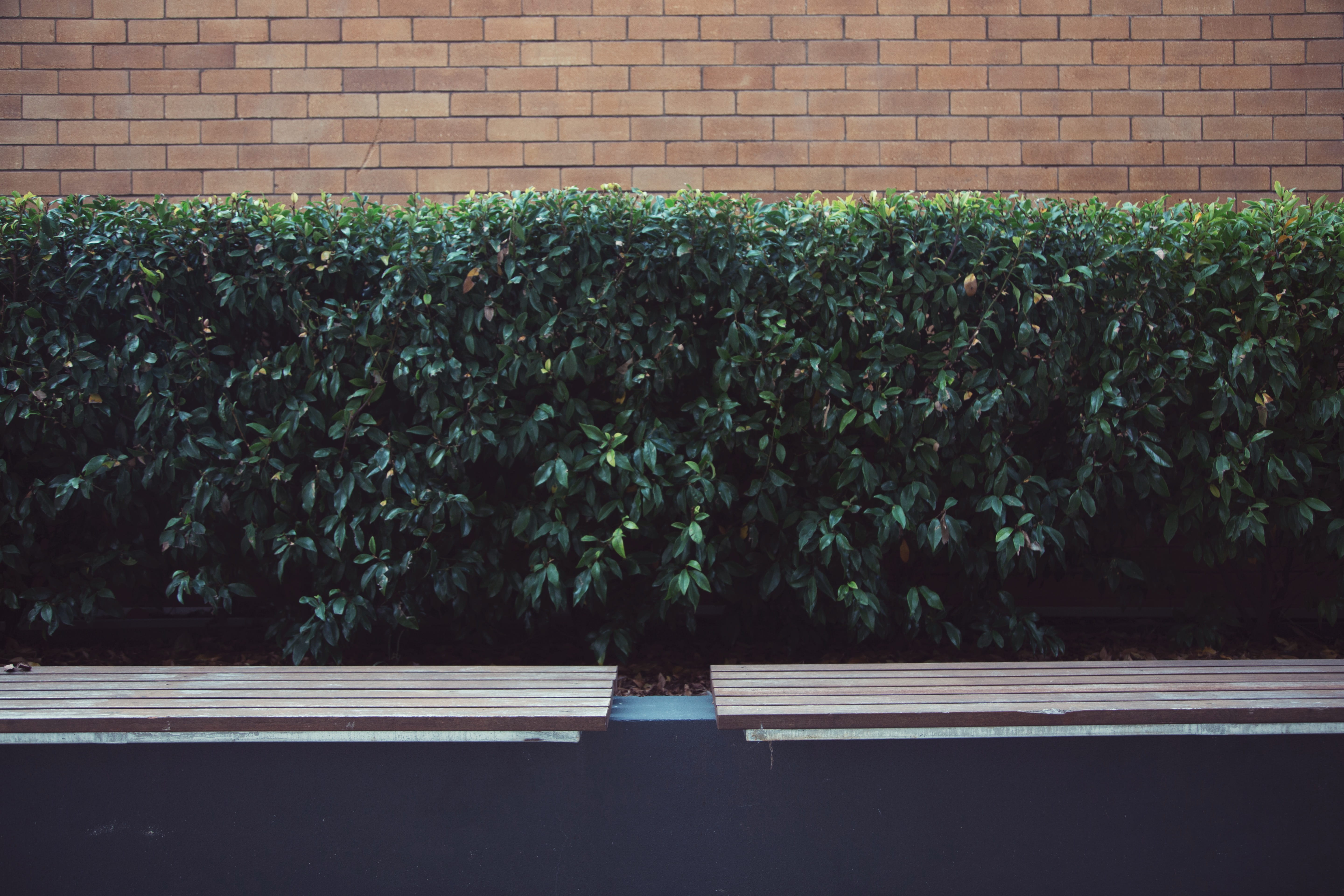 outdoors, growth, bush, brick, leisure activity, plant, nature, sunlight, 5K, beauty in nature, wall, toowoomba, built structure, bench, plant part, urban, HD Wallpaper