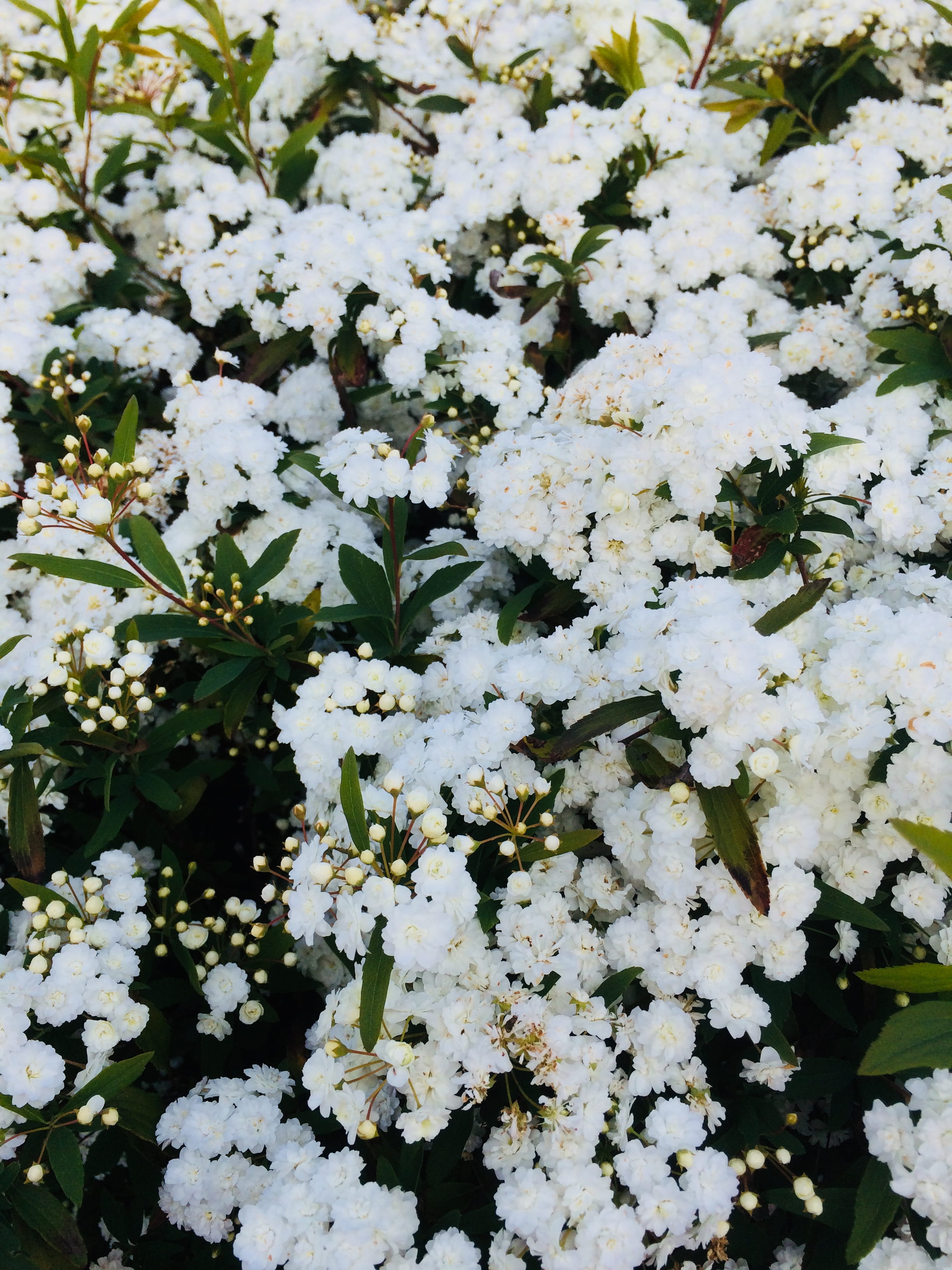 flower head, nature, beauty, flowering plant, blossom, beautiful, growth, snow, plant, beauty in nature, sunshine, bunch of flowers, easter, clusters, abundance, Phone HD Wallpaper