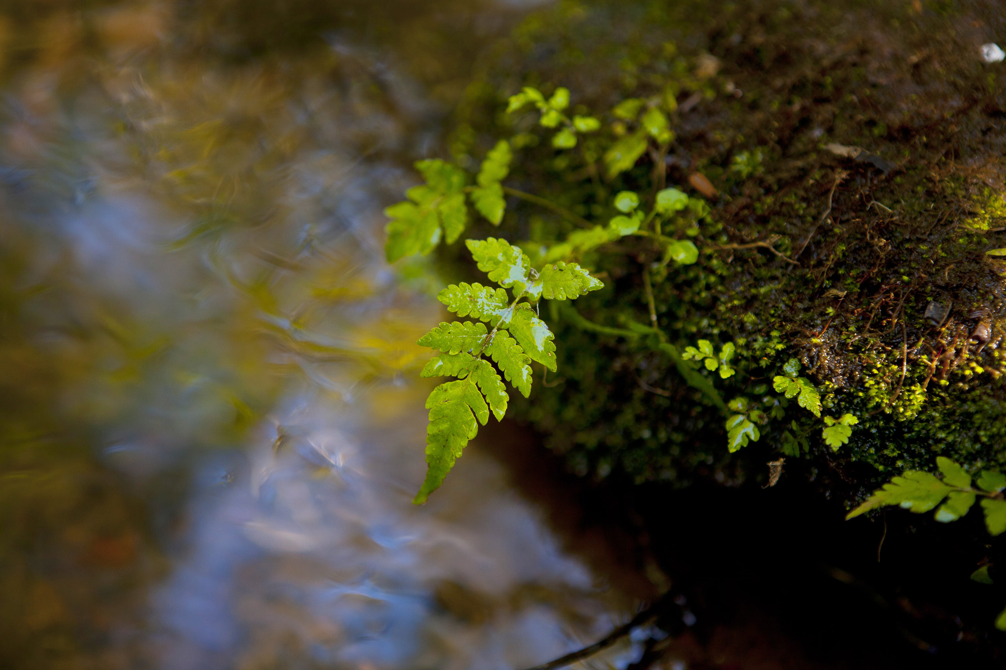 nature, toowoomba, day, forest, high angle view, australia, green, field, 4K, tree, land, moss, focus on foreground, vulnerability, green color, water, HD Wallpaper