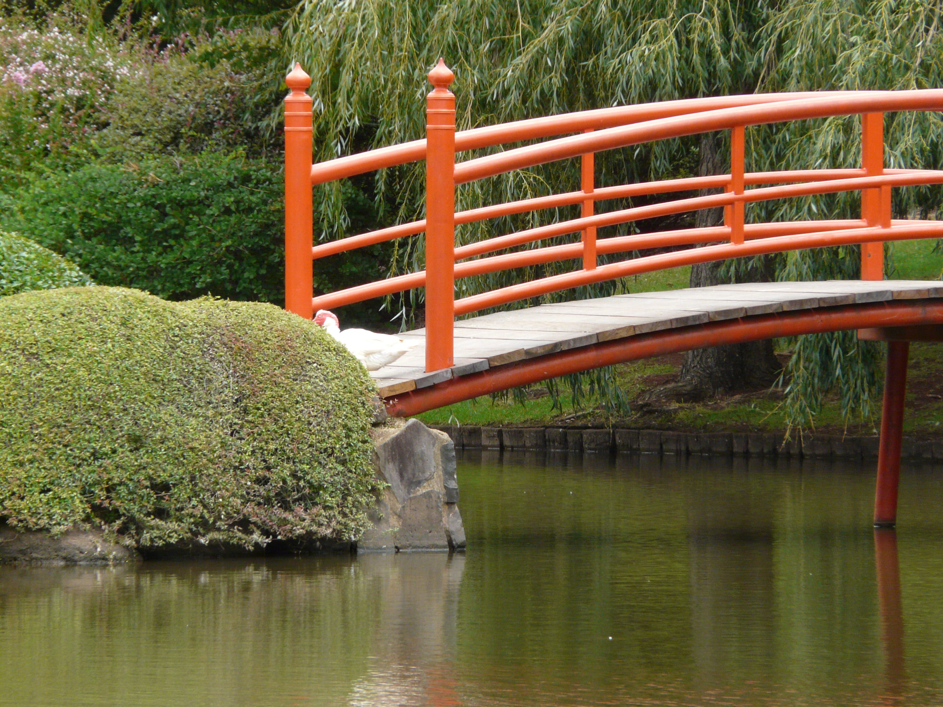 architecture, toowoomba, connection, beauty in nature, built structure, green color, outdoors, Landscape, railing, reflection, park, 2K, plant, tree, waterfront, HD Wallpaper