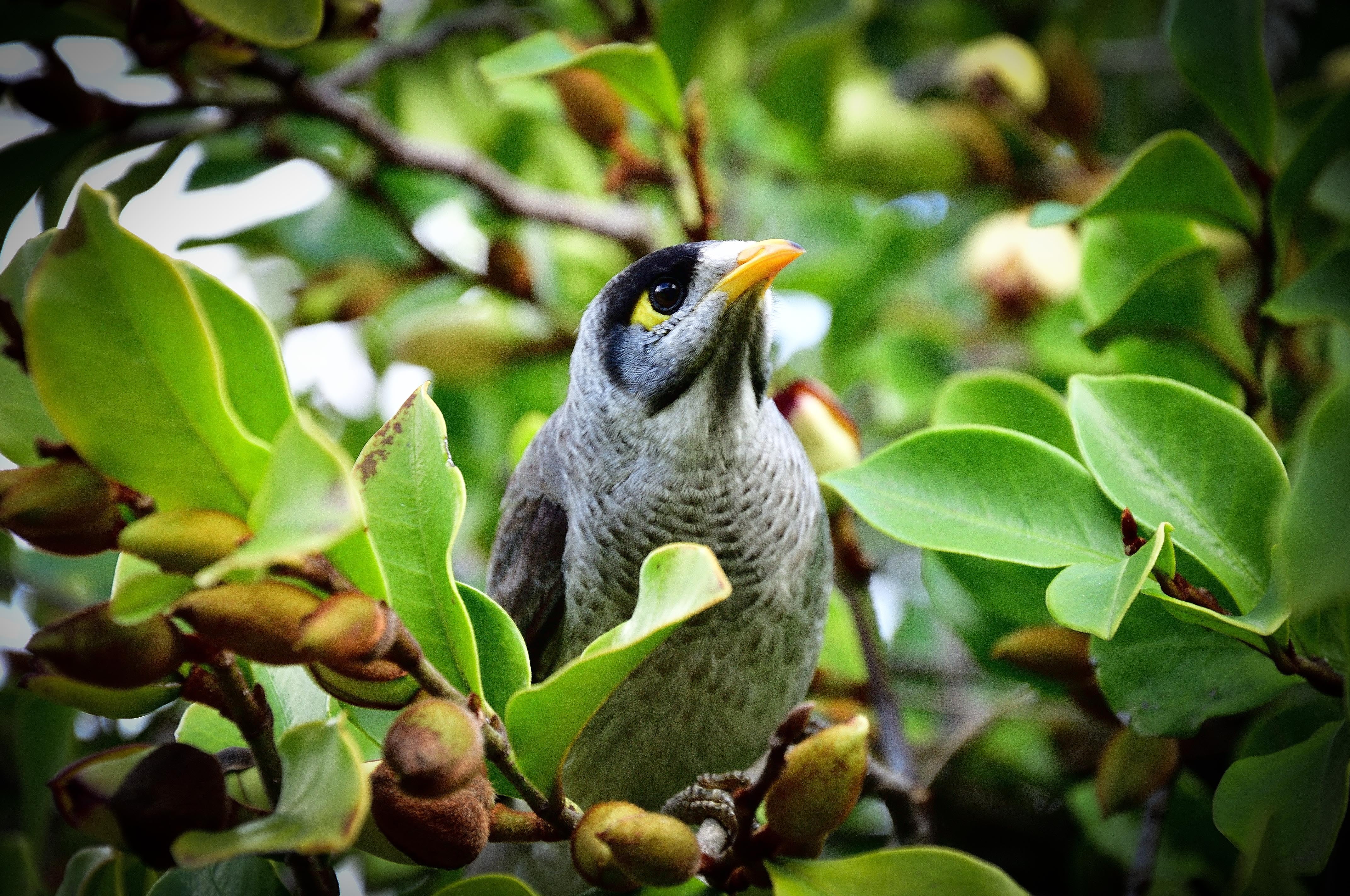 birdwatcher, branch, australia, green, bird, animal, queensland, vertebrate, day, plant part, perching, outdoors, leaf, plant, growth, trees, one animal, HD Wallpaper