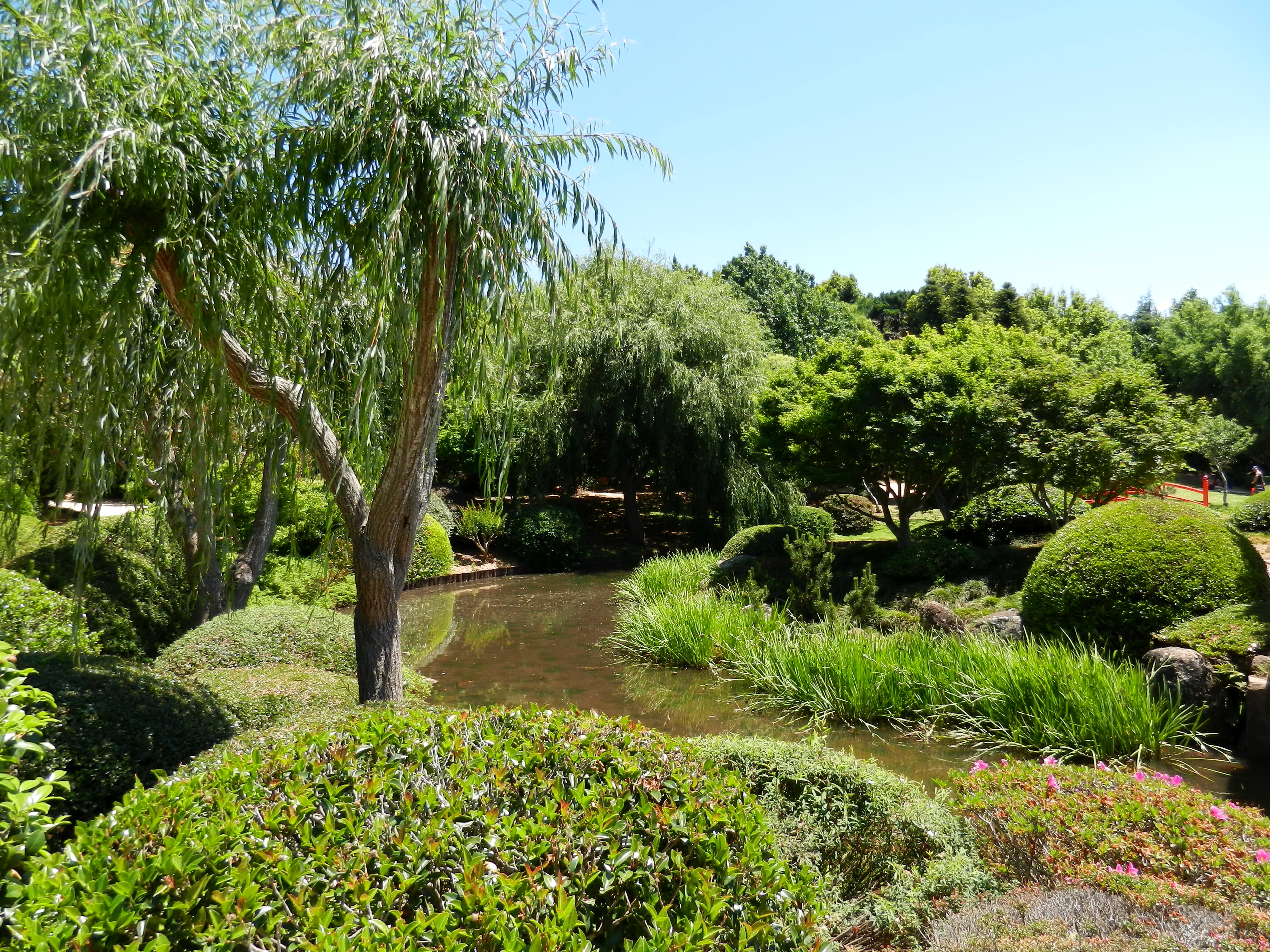 tranquility, Japenese Garden, tree, park - man made space, beauty in nature, no people, day, tranquil scene, growth, trees, sky, sunlight, the bushes, grass, HD Wallpaper