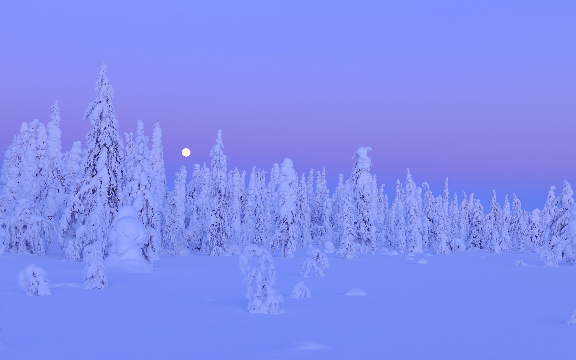 landscape, cold temperature, tranquility, non-urban scene, Finland, trees, white color, scenics - nature, Snow, forest, moon, Northern Ostrobothnia, plant, HD Wallpaper