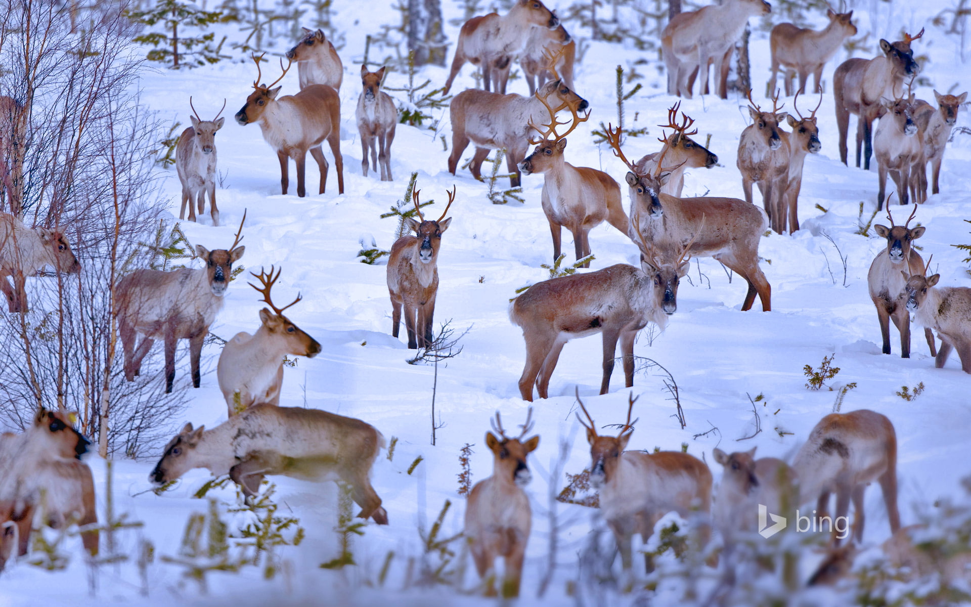 reindeer, Oulu, snow, the herd, Finland, winter, 1080P, HD Wallpaper