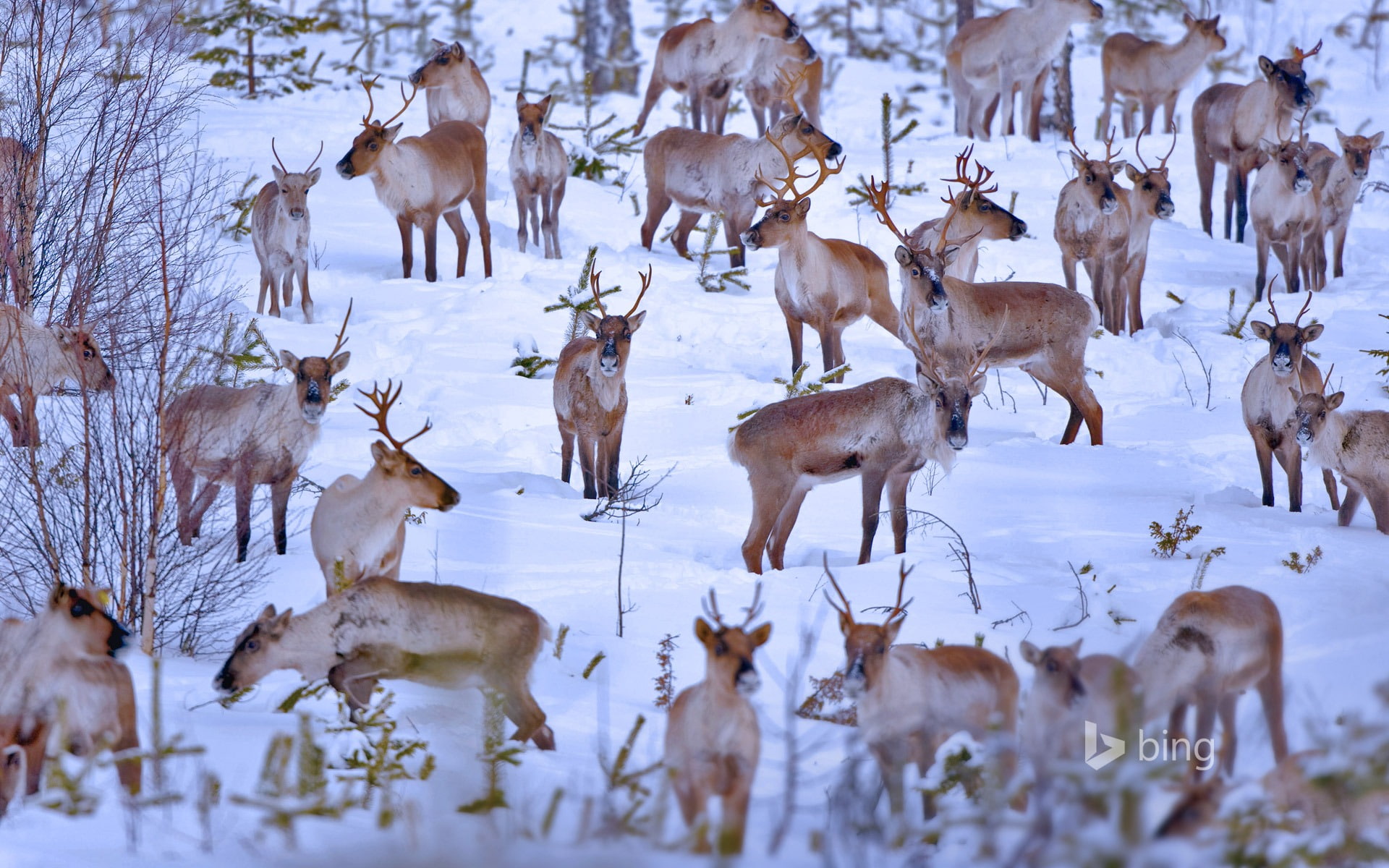 group of animals, day, winter, herd, field, land, oulu, group, no people, desktop, nature, snow, cold temperature, 1080P, bing, reindeer, animals in the wild, HD Wallpaper