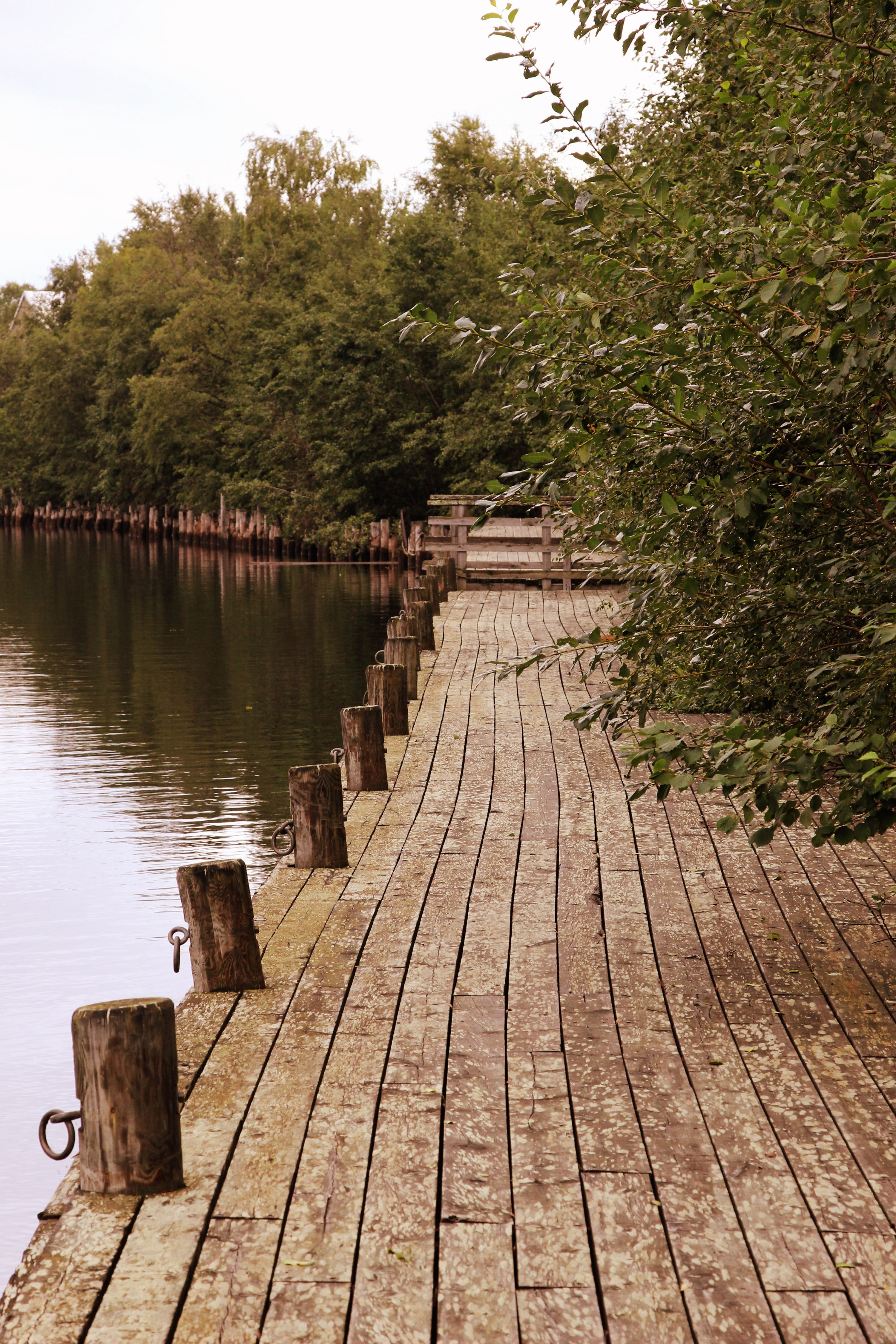 Water, plant, tree, walkway, outdoors, the way forward, wood paneling, Finland, outside, dock, tranquil scene, Harbor, pier, Bay, boardwalk, Oulu, near, Phone HD Wallpaper