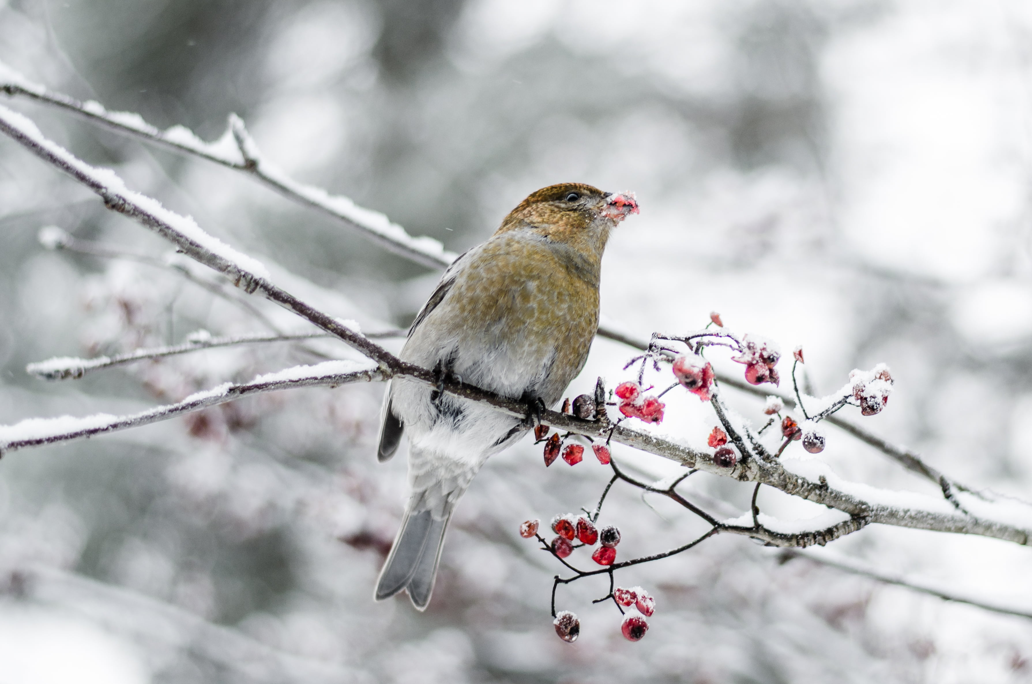 2K, tree, squarespace, bird, snow, gray, branch, 500px, tree branch, animal, D7000, outdoors, oulu, google, wildlife, brown, flickr, nature, winter, finland, HD Wallpaper