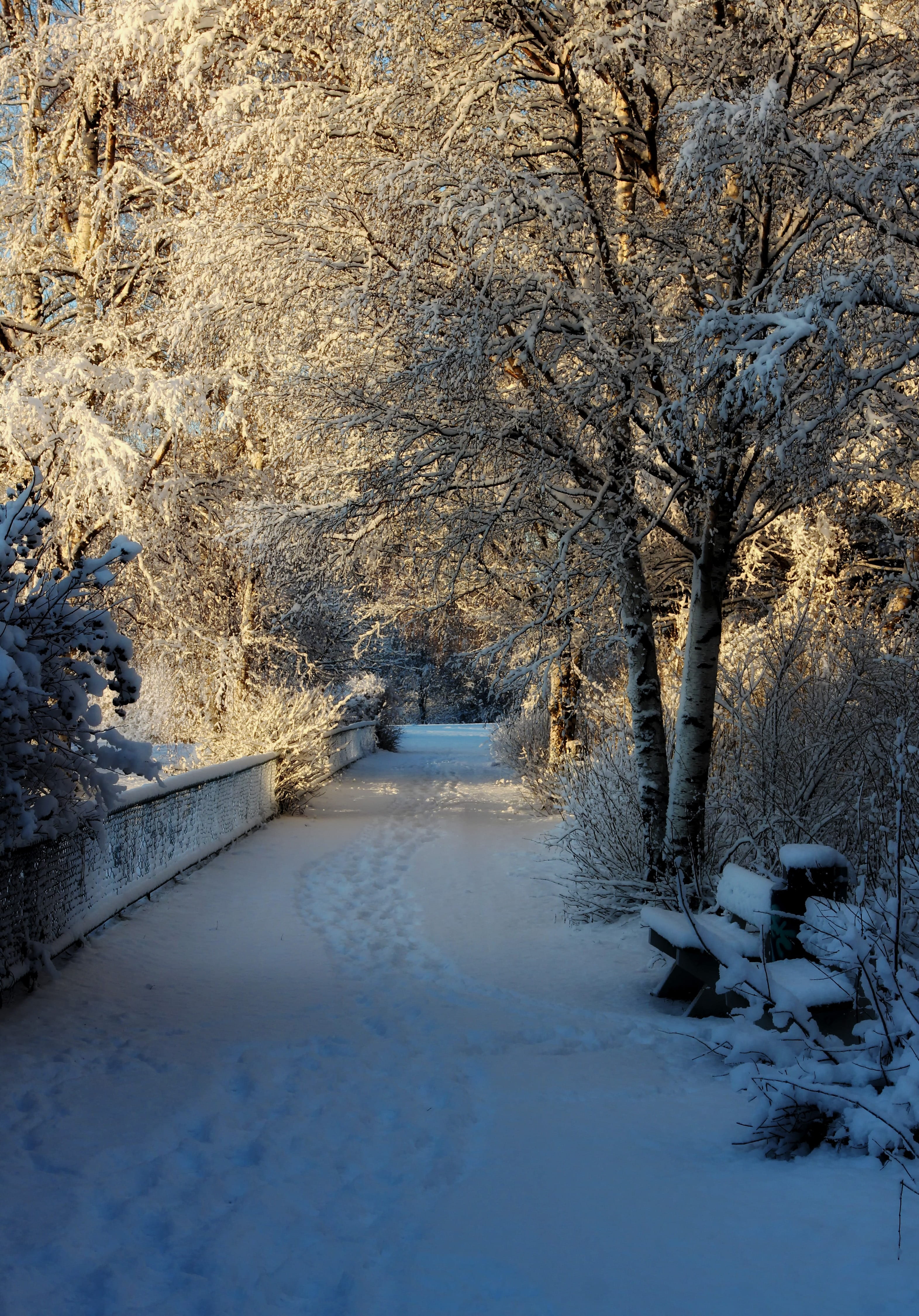 path, finland, trees, snowcapped mountain, tranquility, winter, land, day, oulu, snow, tranquil scene, nature, white color, tree, covering, ice, cold temperature, Phone HD Wallpaper