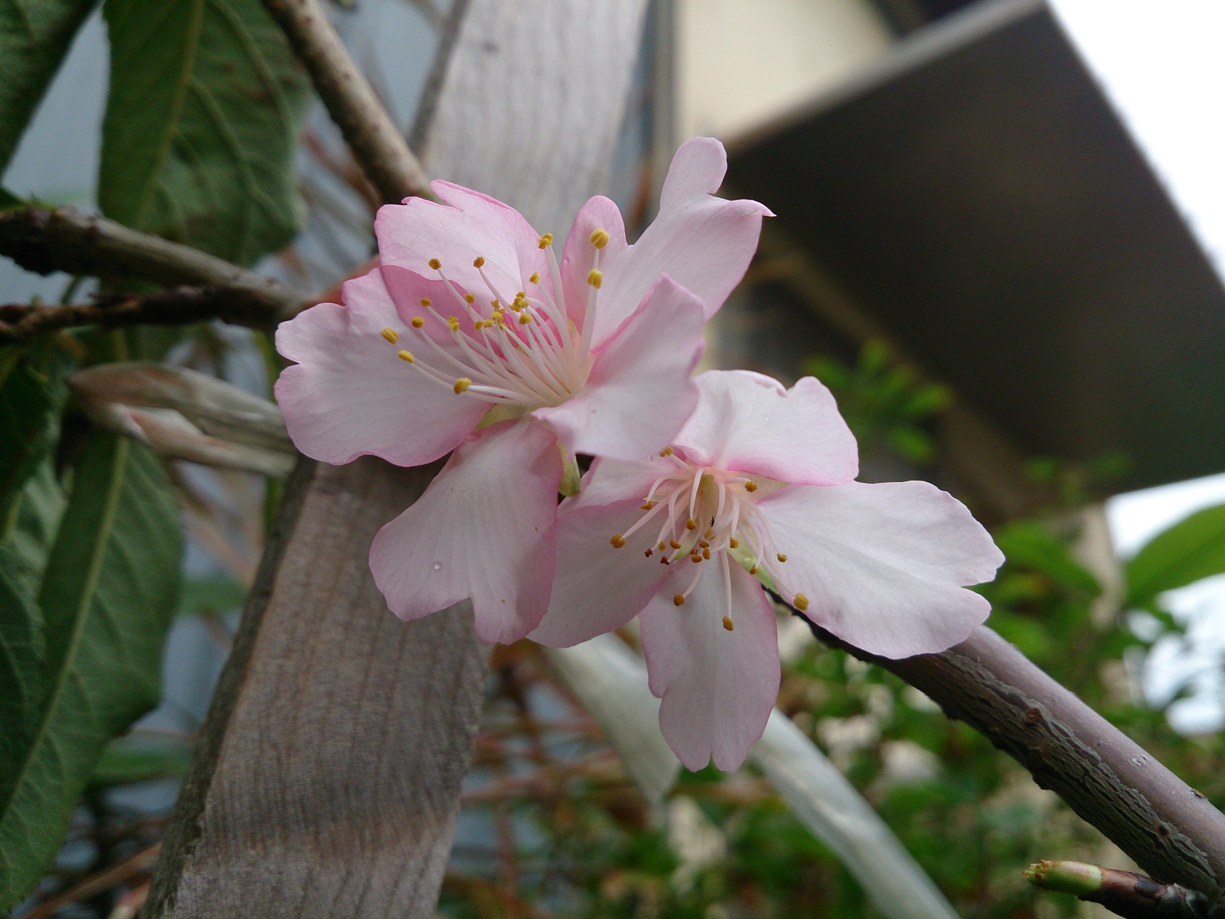 day, branch, flower, spring, inflorescence, beauty in nature, no people, nature, cherry blossoms, springtime, close-up, outdoors, cherry blossom, blossom, HD Wallpaper